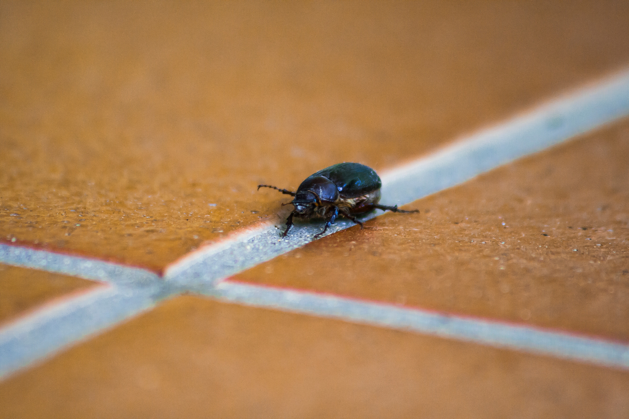 Canon EF 75-300mm F4.0-5.6 IS USM sample photo. Scarab photography