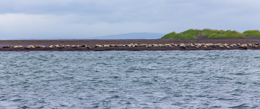 Seals by Marc Salm on 500px.com