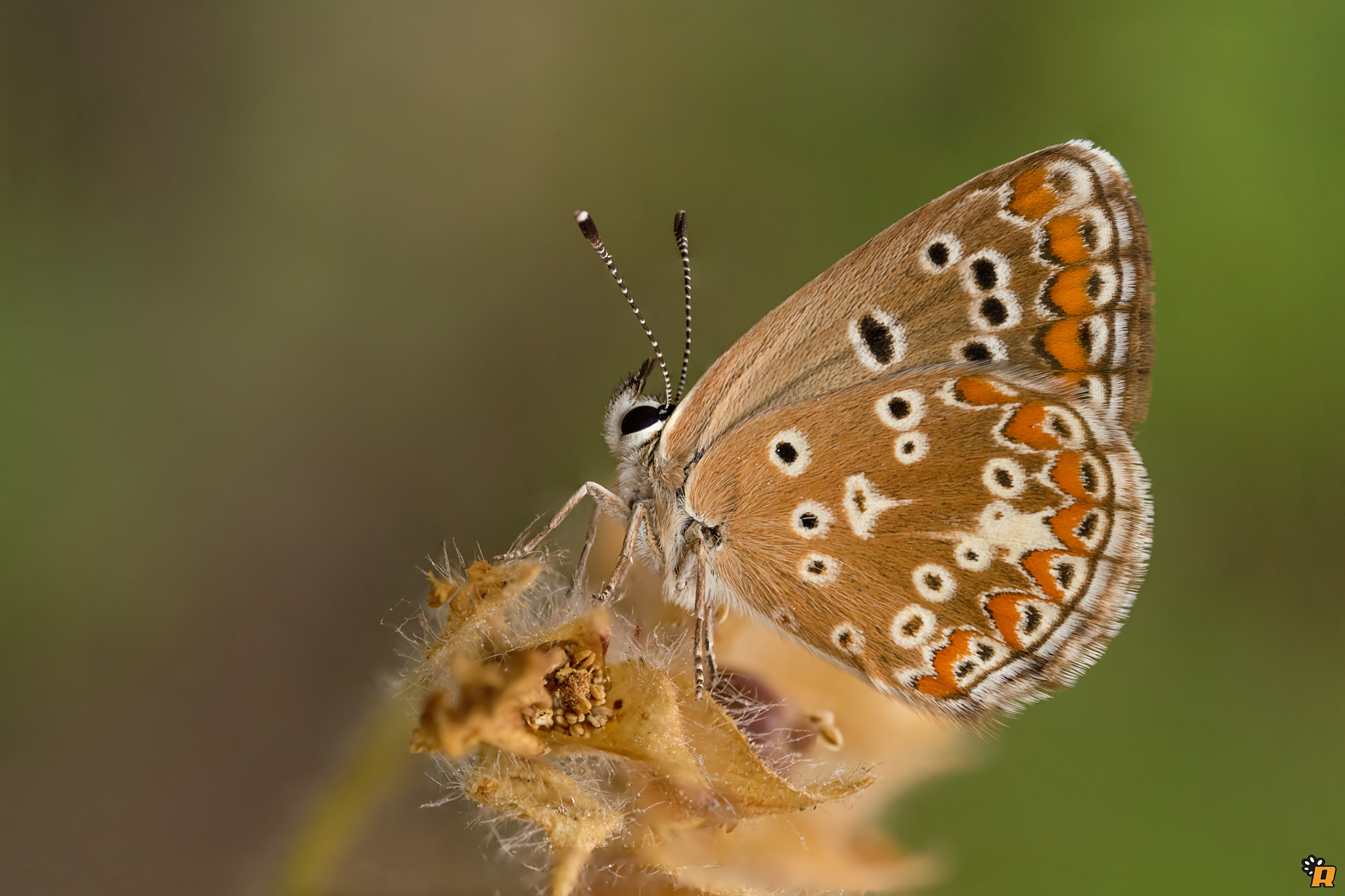 Canon MP-E 65mm F2.5 1-5x Macro Photo sample photo. Aricia agestis photography