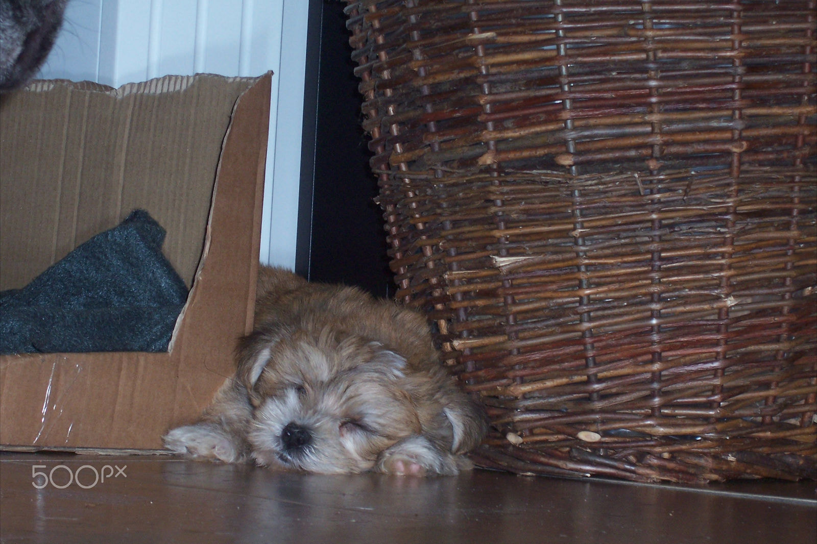 Kodak CX7530 ZOOM DIGITAL CAMERA sample photo. Elmo's first week with us photography