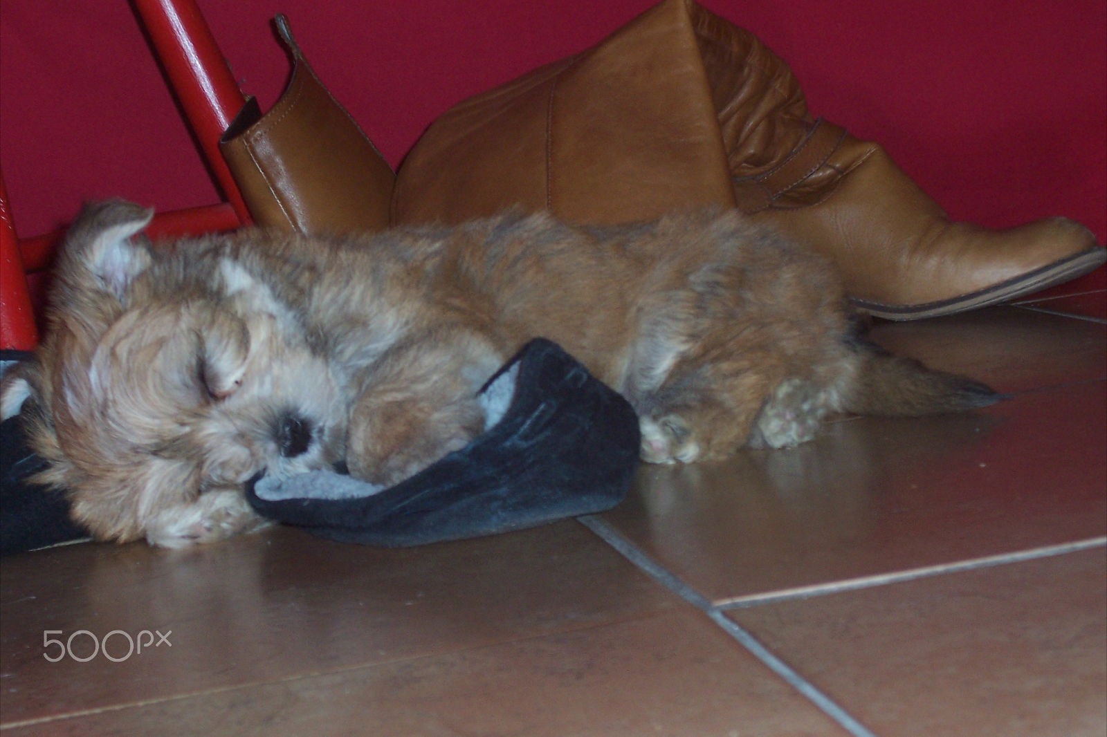 Kodak CX7530 ZOOM DIGITAL CAMERA sample photo. Elmo, ..."oh man, sooooo tired..." photography
