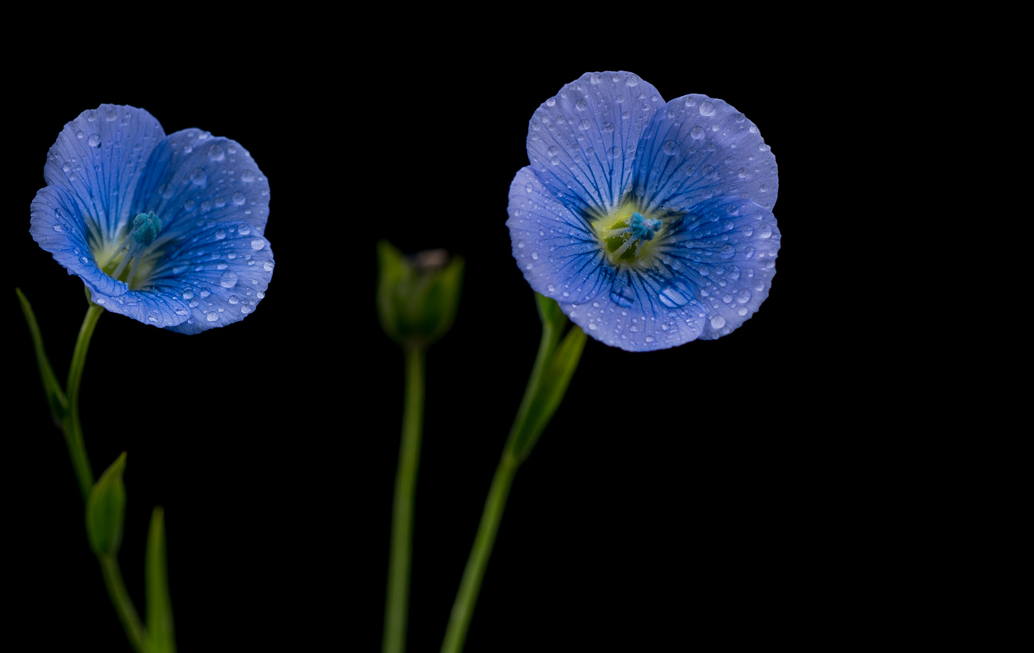 Sony SLT-A77 + Sony 100mm F2.8 Macro sample photo. Blue eyes. photography