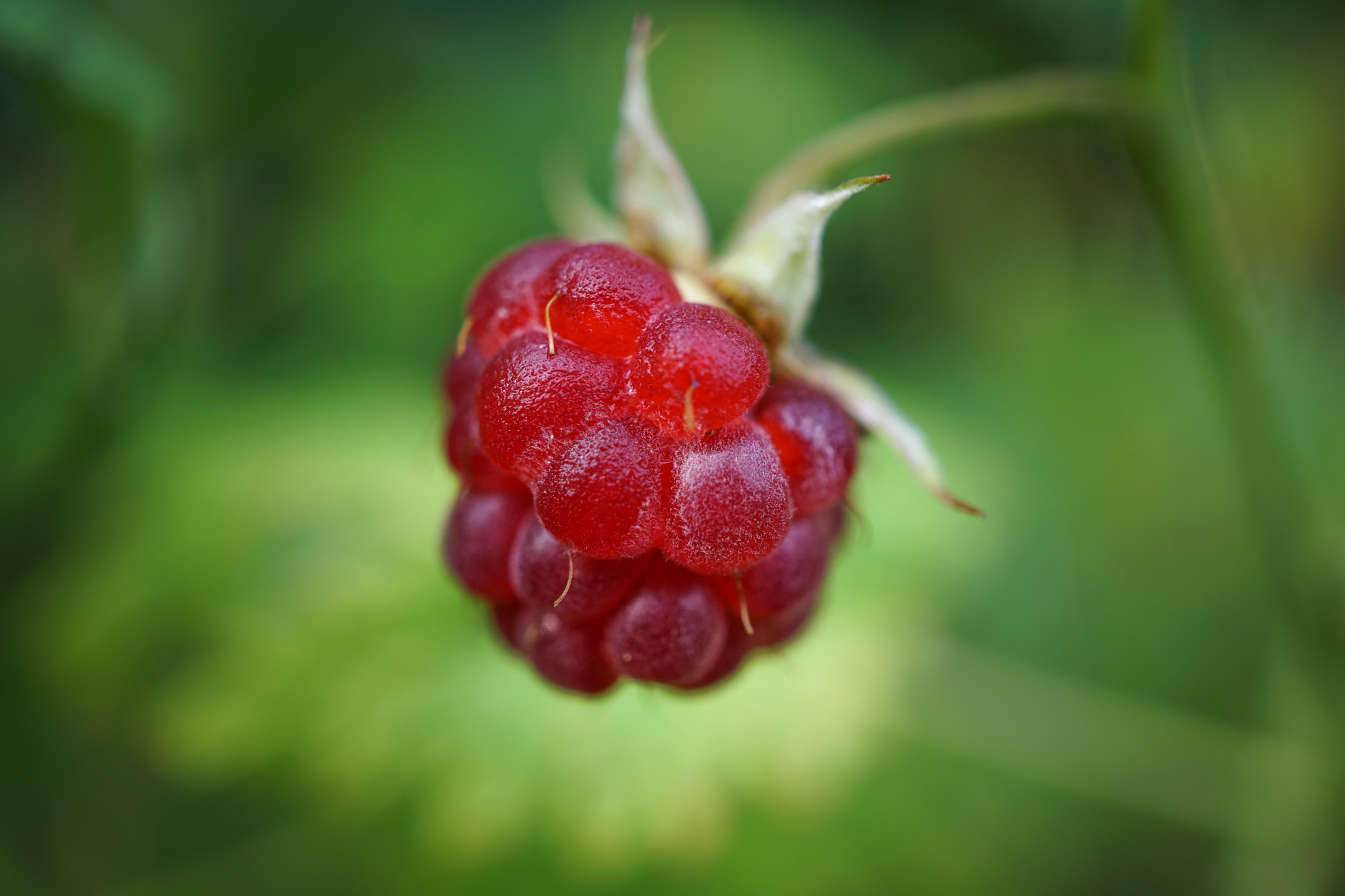 Sony a5100 + Sony E 30mm F3.5 Macro sample photo. Raspberry photography