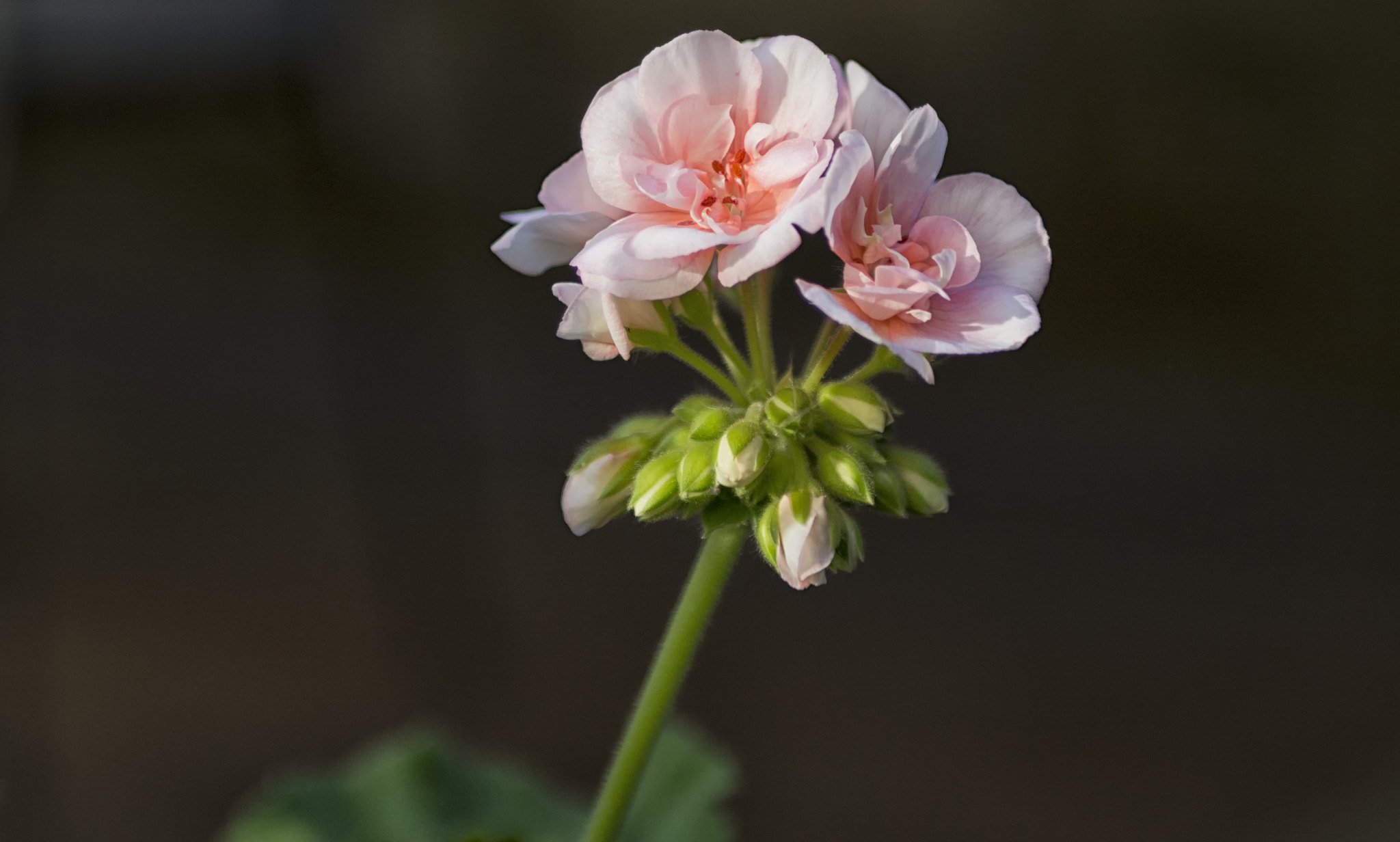 Nikon D7100 + Sigma 24-70mm F2.8 EX DG Macro sample photo. Geranium photography