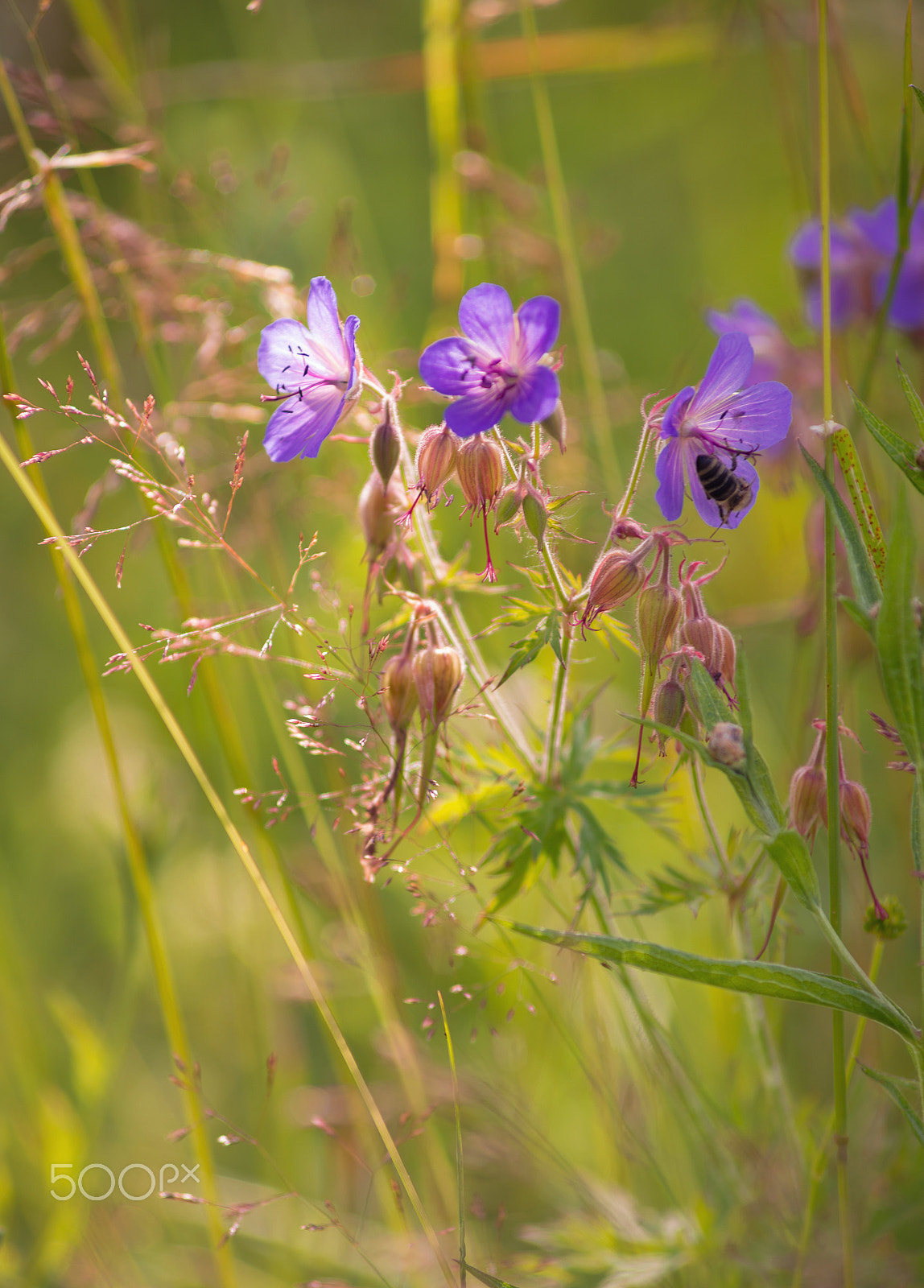 Nikon D600 + AF Zoom-Nikkor 70-210mm f/4 sample photo. Flowers photography