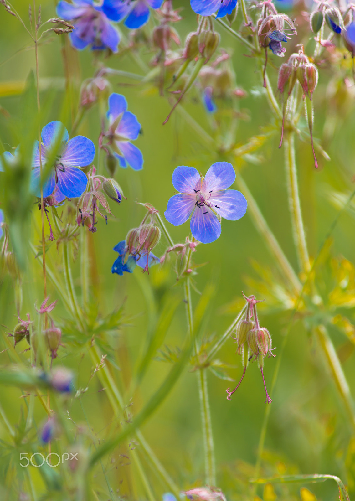 AF Zoom-Nikkor 70-210mm f/4 sample photo. Flowers photography