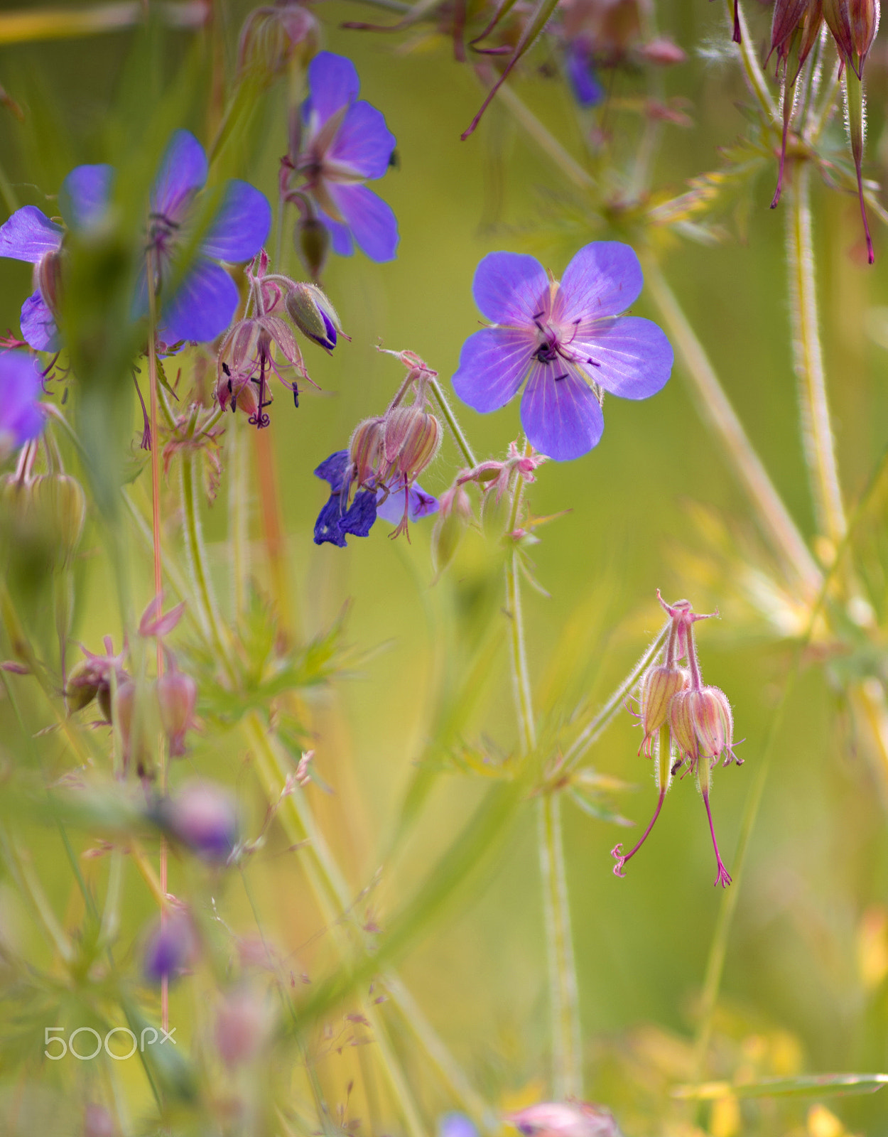 AF Zoom-Nikkor 70-210mm f/4 sample photo. Flowers photography