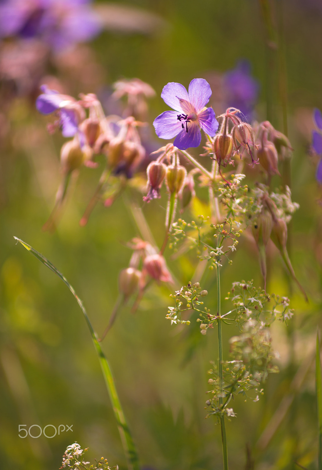 AF Zoom-Nikkor 70-210mm f/4 sample photo. Flowers photography