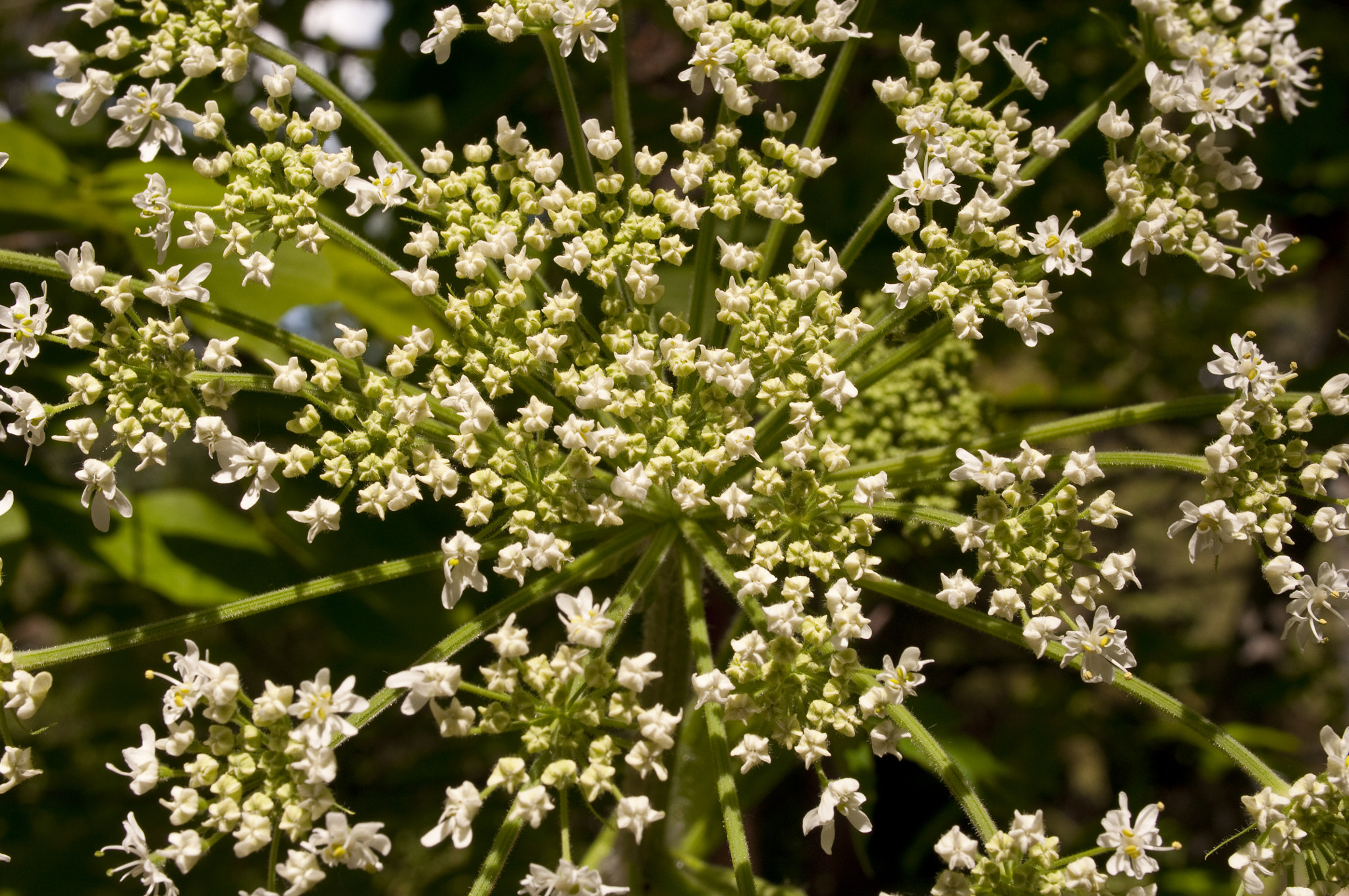 Nikon D90 + Nikon AF-S Nikkor 28mm F1.8G sample photo. Wild rhubarb flower photography