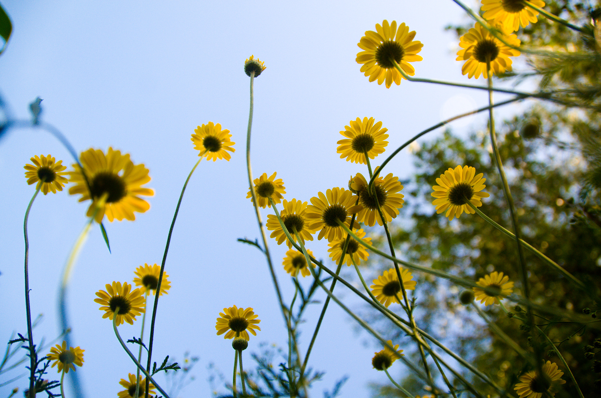 Nikon D3100 + Sigma 18-250mm F3.5-6.3 DC OS HSM sample photo. Flowers photography