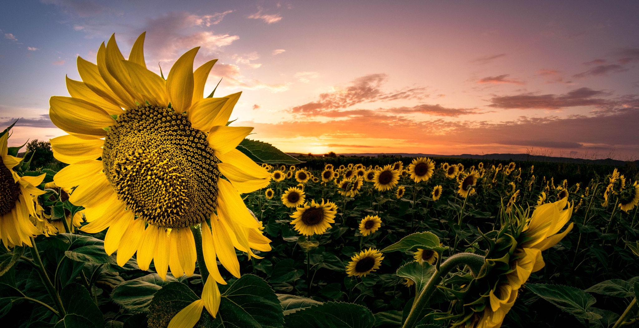 Nikon D3300 + Samyang 8mm F3.5 Aspherical IF MC Fisheye sample photo. Sunflowers of bulgaria photography