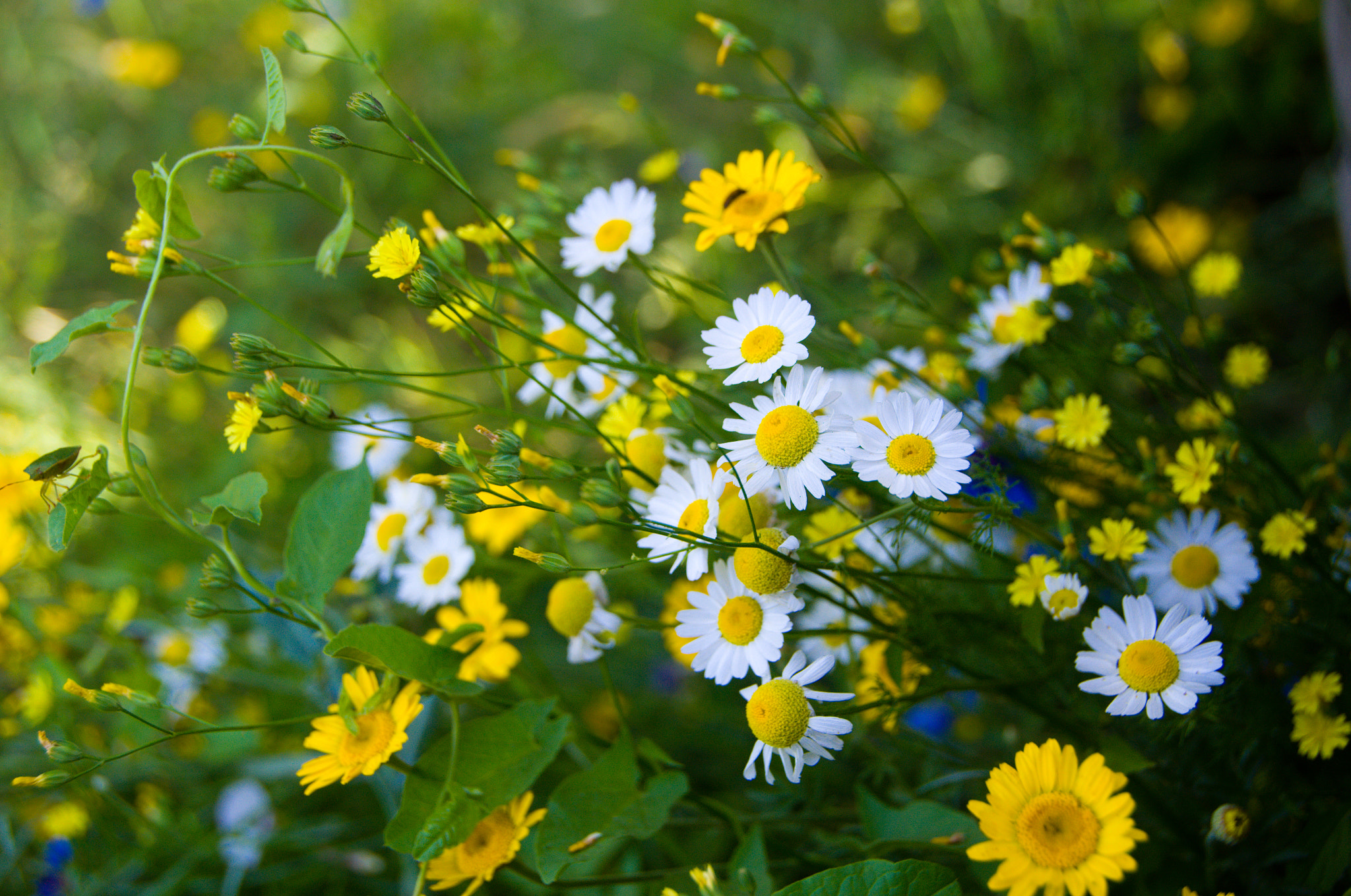 Sigma 18-250mm F3.5-6.3 DC OS HSM sample photo. Flowers photography