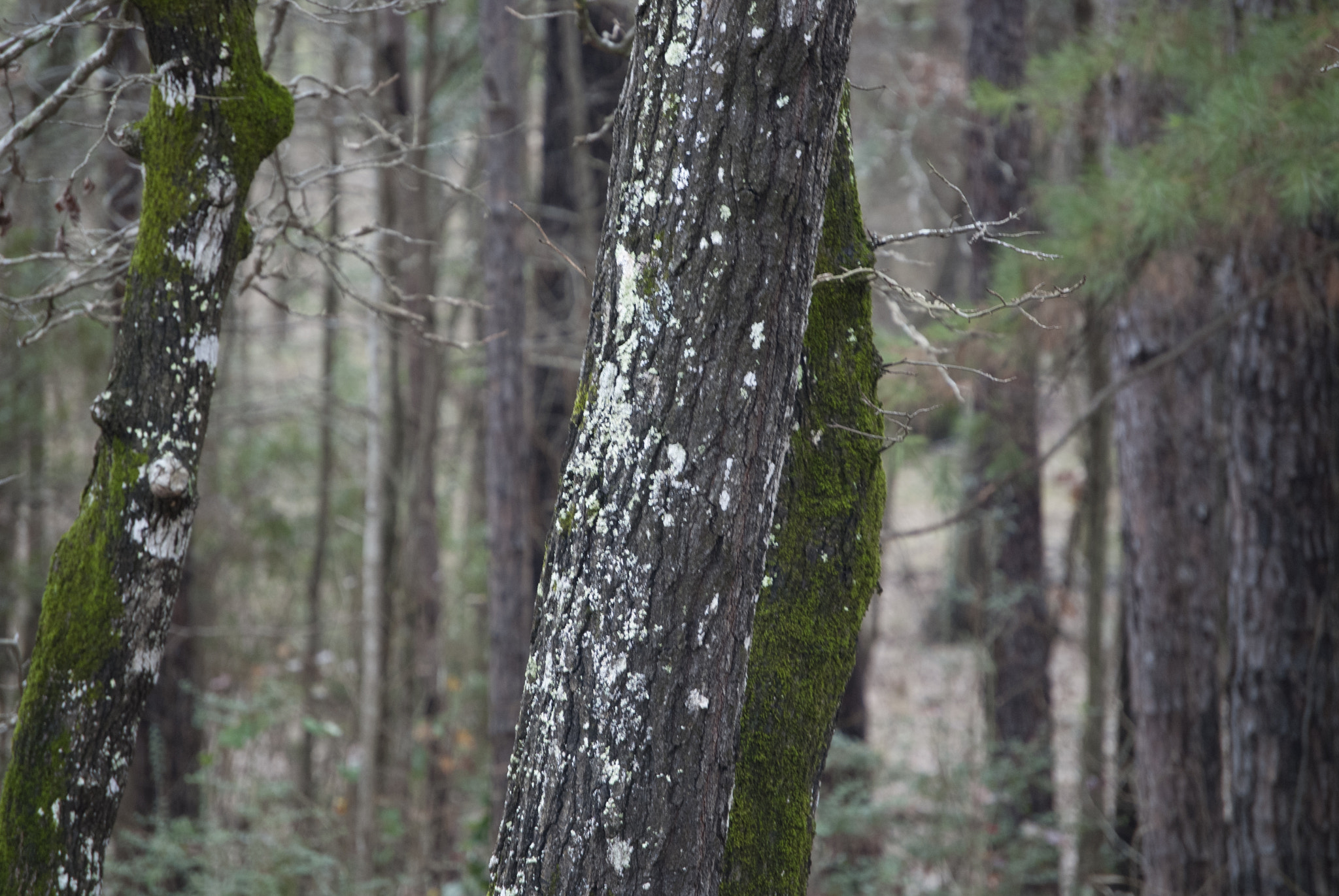 Nikon D40X sample photo. Moss photography