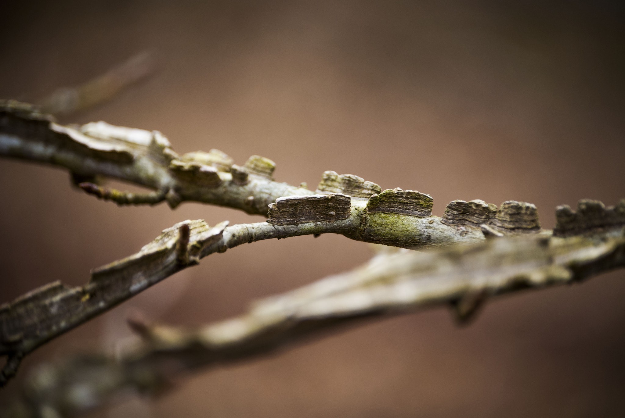Nikon D40X sample photo. Twig photography