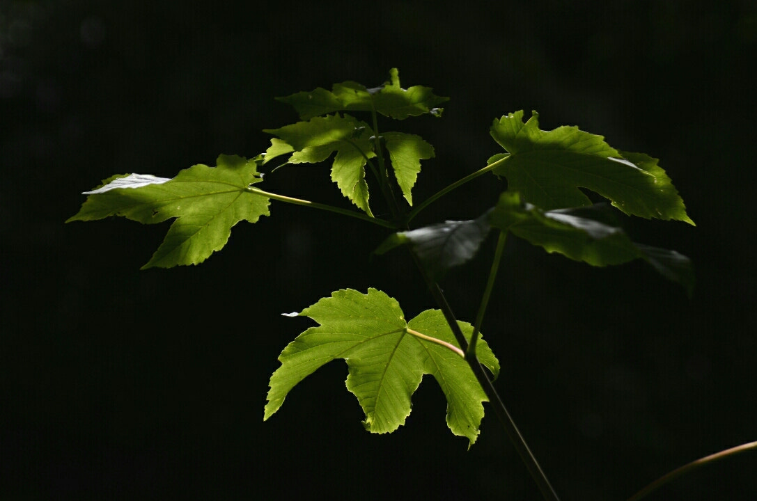 Sigma 28-300mm F3.5-6.3 DG Macro sample photo