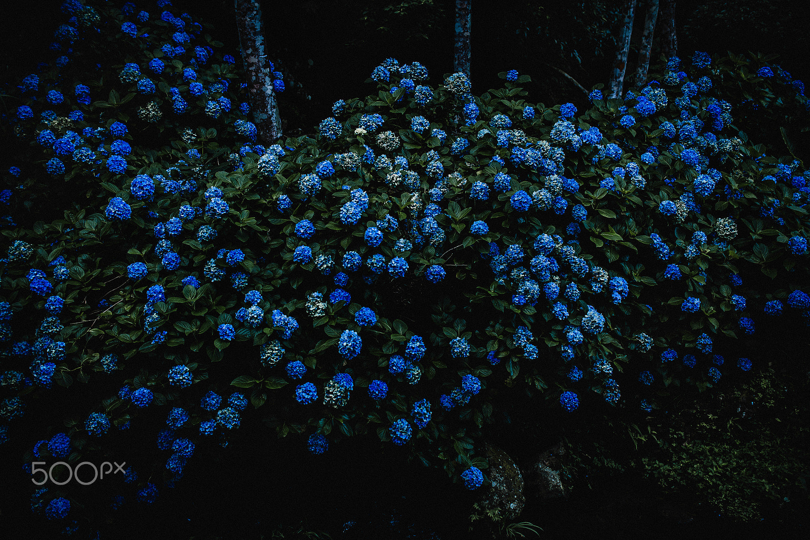 Sigma 35mm F1.4 DG HSM Art sample photo. Blue photography
