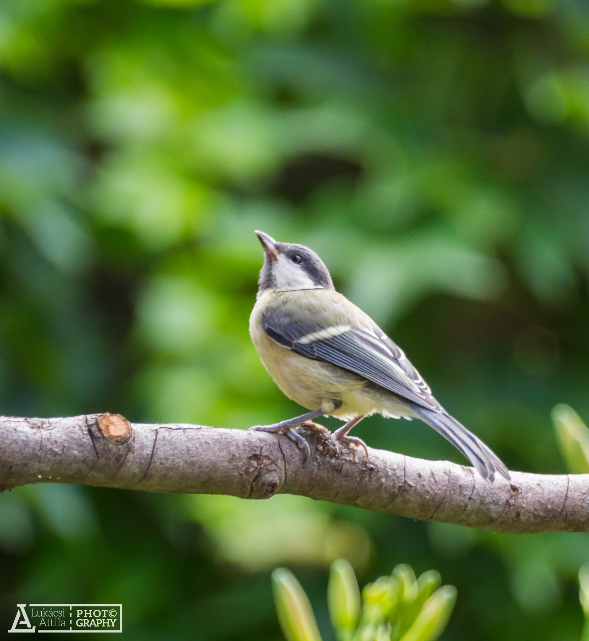 Olympus Zuiko Digital ED 70-300mm F4.0-5.6 sample photo. What's up there? photography