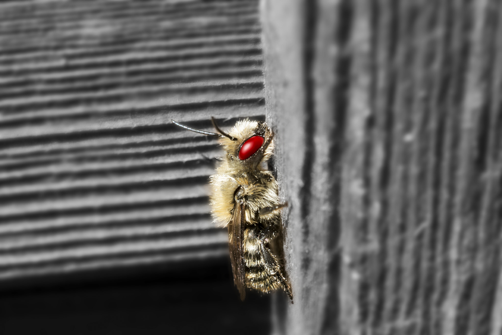Nikon AF-S DX Micro Nikkor 40mm F2.8 sample photo. Knock on wood photography
