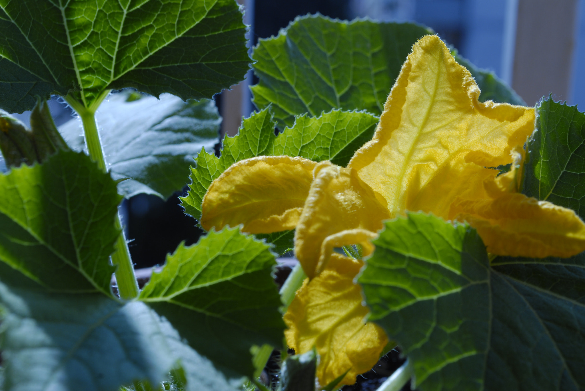 Nikon D200 sample photo. Zucca, fiore e foglie... photography