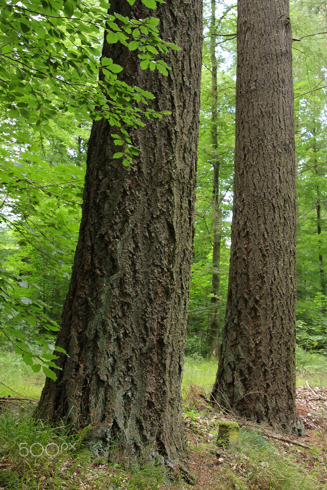 Canon EOS 40D sample photo. Douglas fir photography