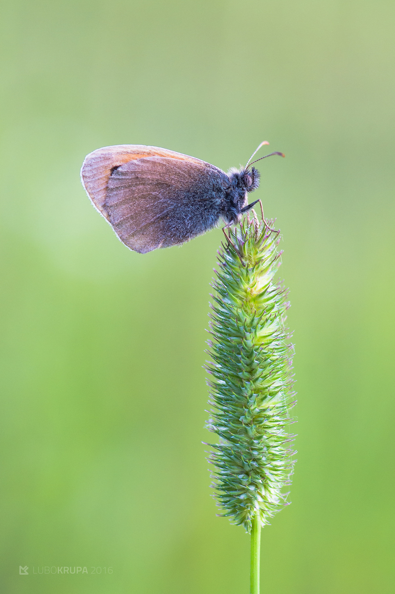 Pentax K-r + Tamron SP AF 90mm F2.8 Di Macro sample photo. Coenonympha pamphilus photography