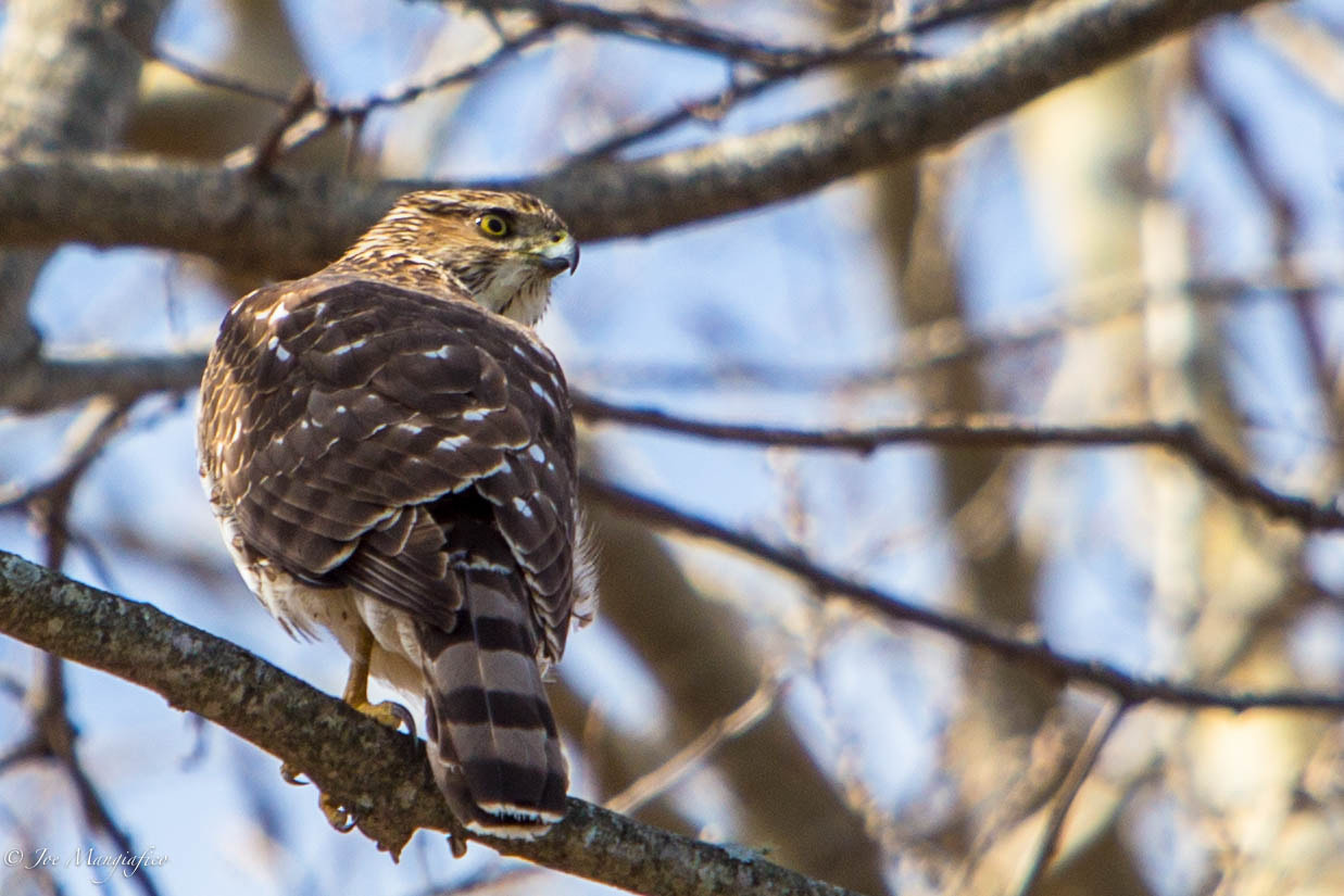 Canon EOS 6D + Canon EF 70-200mm F2.8L USM sample photo. Sharp shined hawk photography