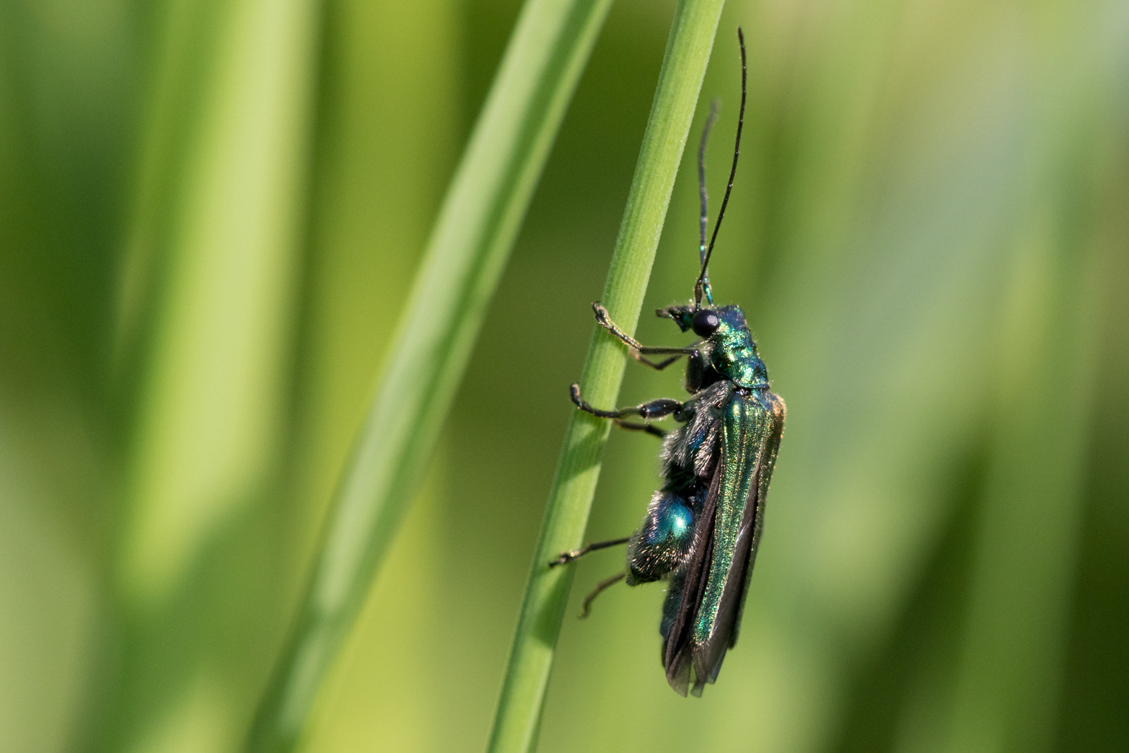 Sigma APO Macro 150mm f/2.8 EX DG HSM sample photo. Thick legged flower beetle photography