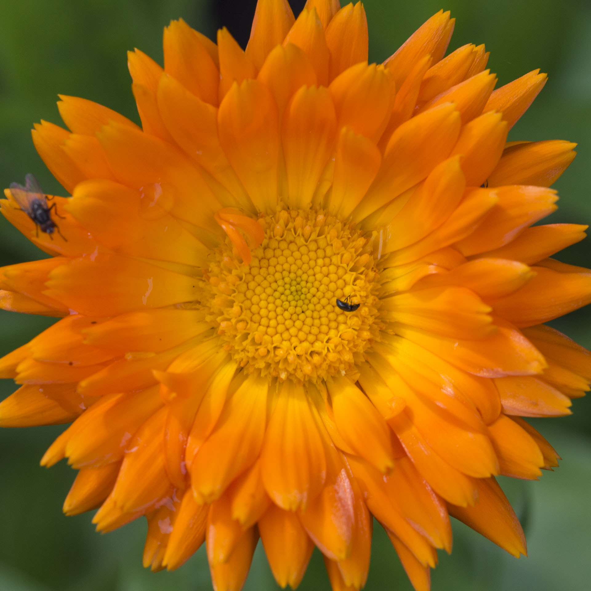 Sigma 105mm F2.8 EX DG OS HSM sample photo. Gerbera photography