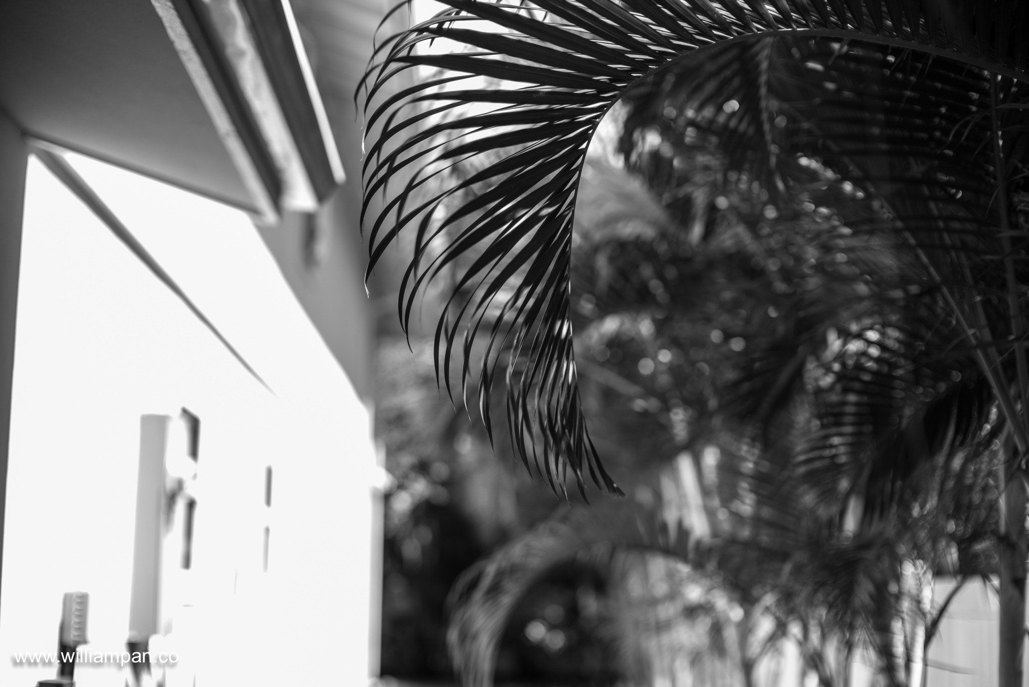 Leica Noctilux-M 50mm F0.95 ASPH sample photo