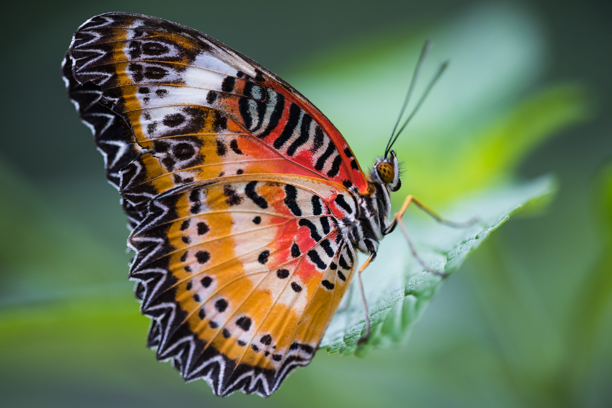 Sigma 150mm F2.8 EX DG Macro HSM sample photo. Beauty undisguised photography