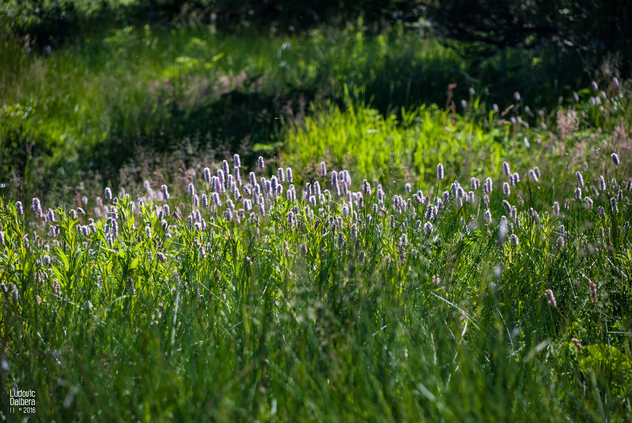 Nikon D40X sample photo. Natural lumix photography