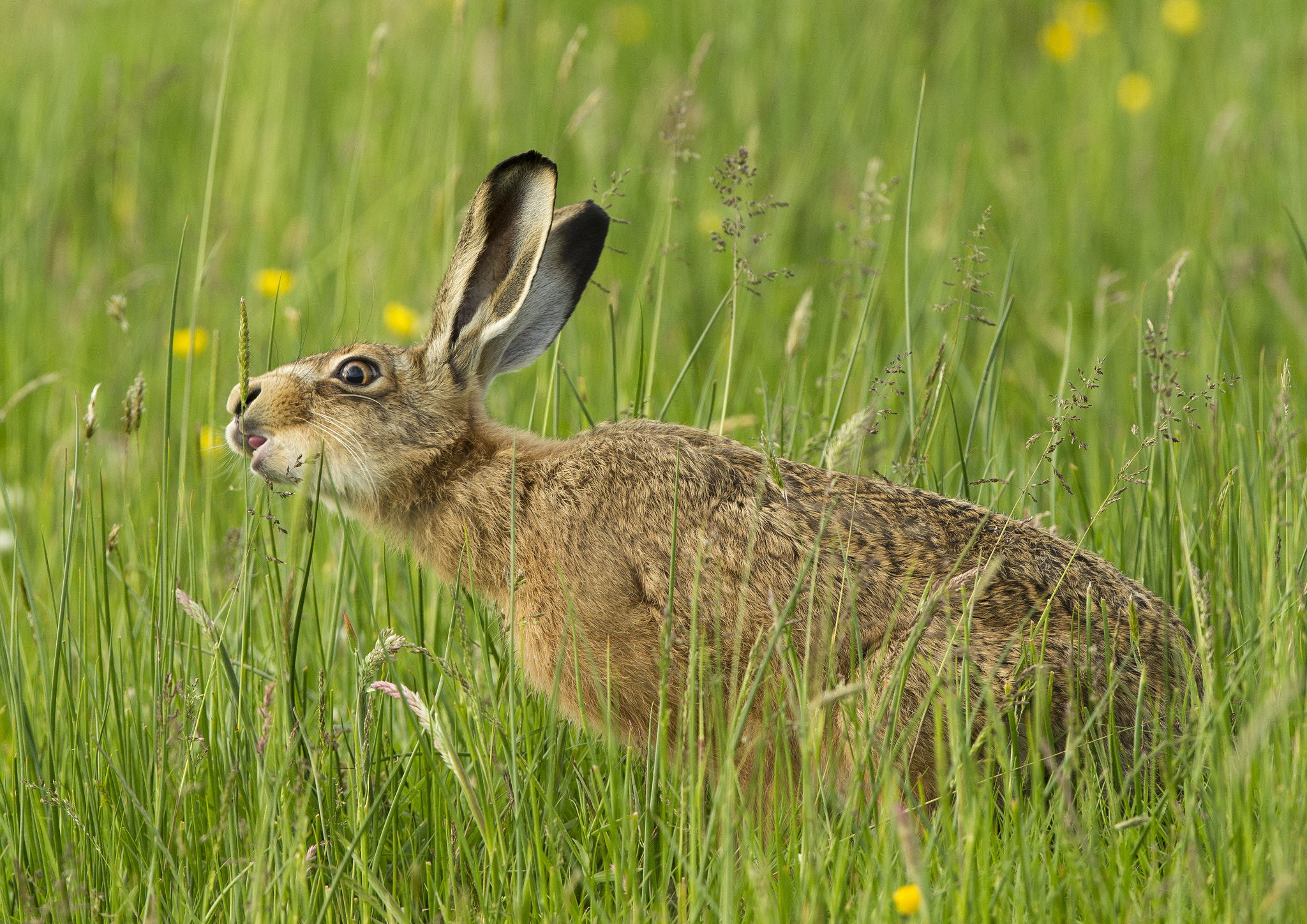 Canon EOS-1D Mark IV + Canon EF 400mm F2.8L IS II USM sample photo. Brown hare photography