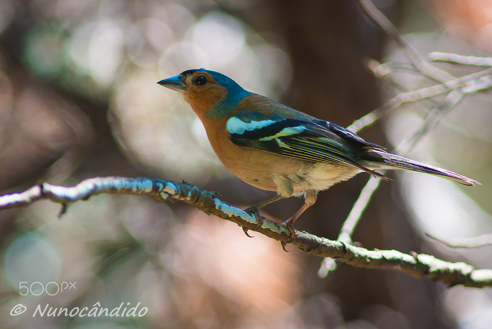 Nikon D90 + AF Nikkor 300mm f/4 IF-ED sample photo. The bird photography