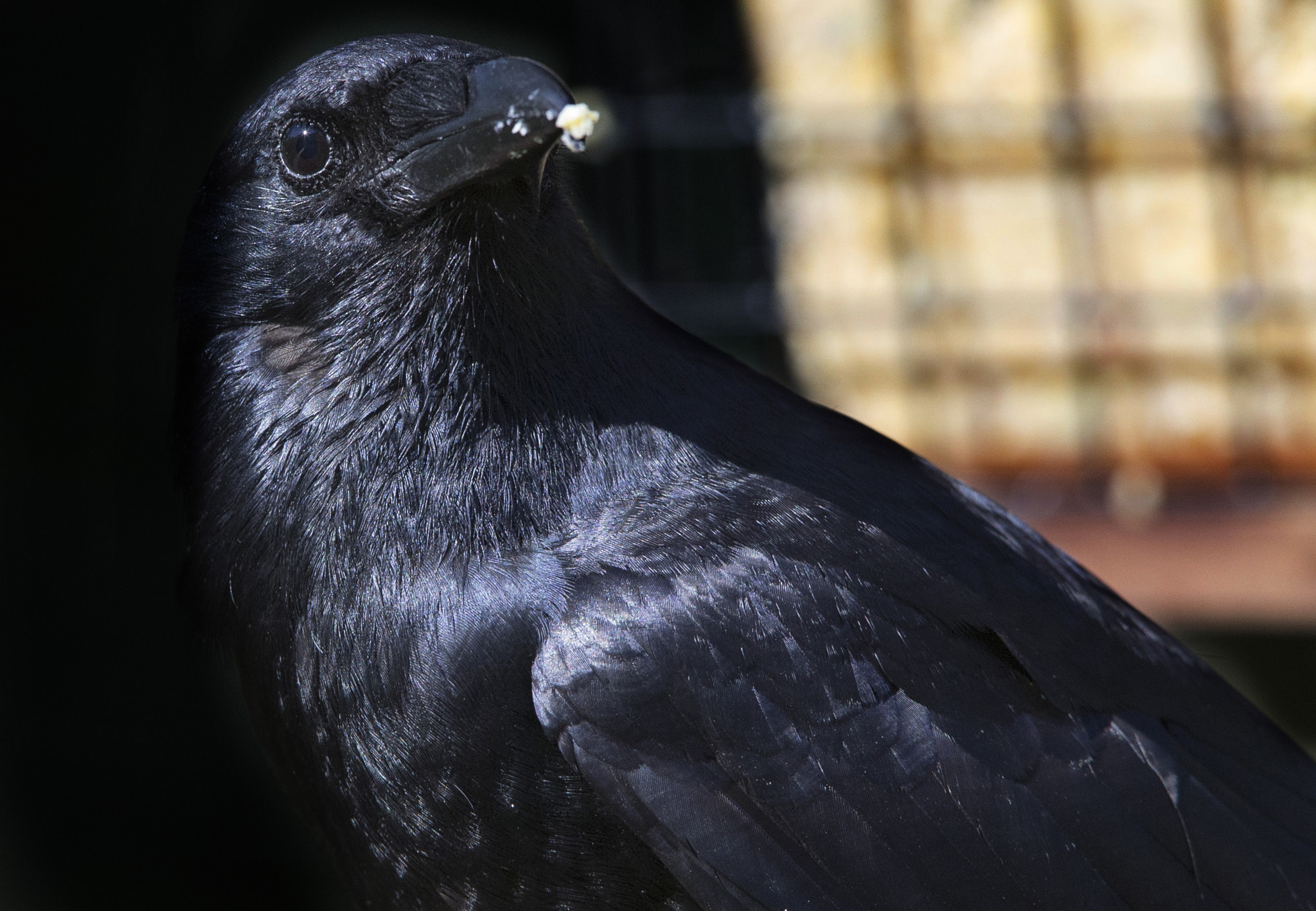 Canon EF 300mm F2.8L IS USM sample photo. Black bird feeding photography