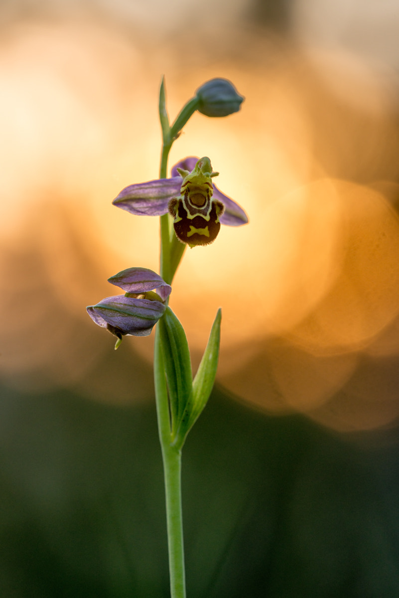Sigma 150mm F2.8 EX DG OS Macro HSM sample photo. - ophrys apifera - photography
