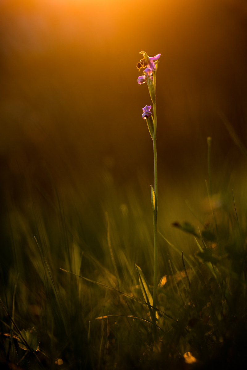 Sigma 150mm F2.8 EX DG OS Macro HSM sample photo. - ophrys apifera - photography