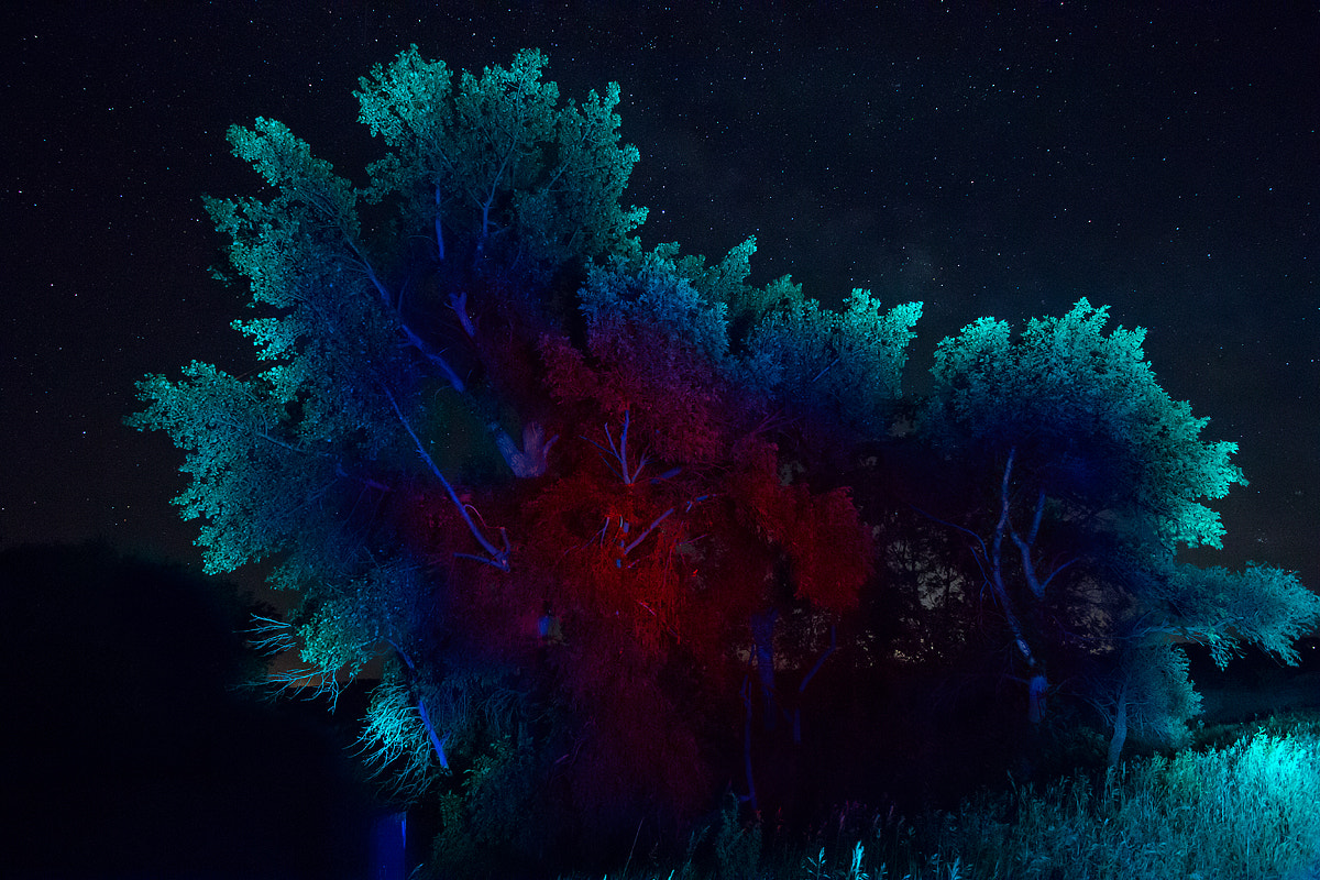 Canon EF-S 10-18mm F4.5–5.6 IS STM sample photo. The fractal tree photography