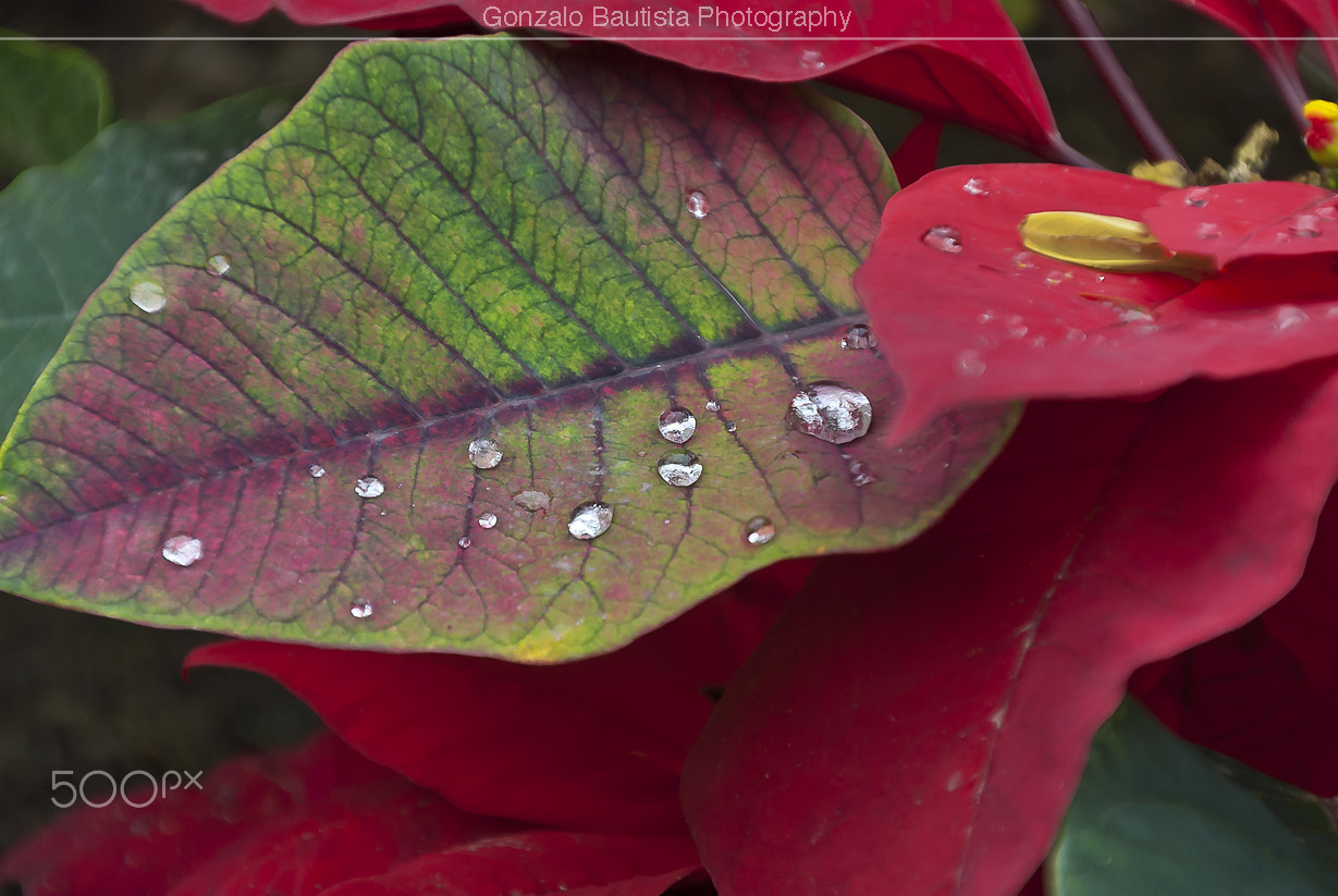 Nikon D40X sample photo. Rain drops. photography