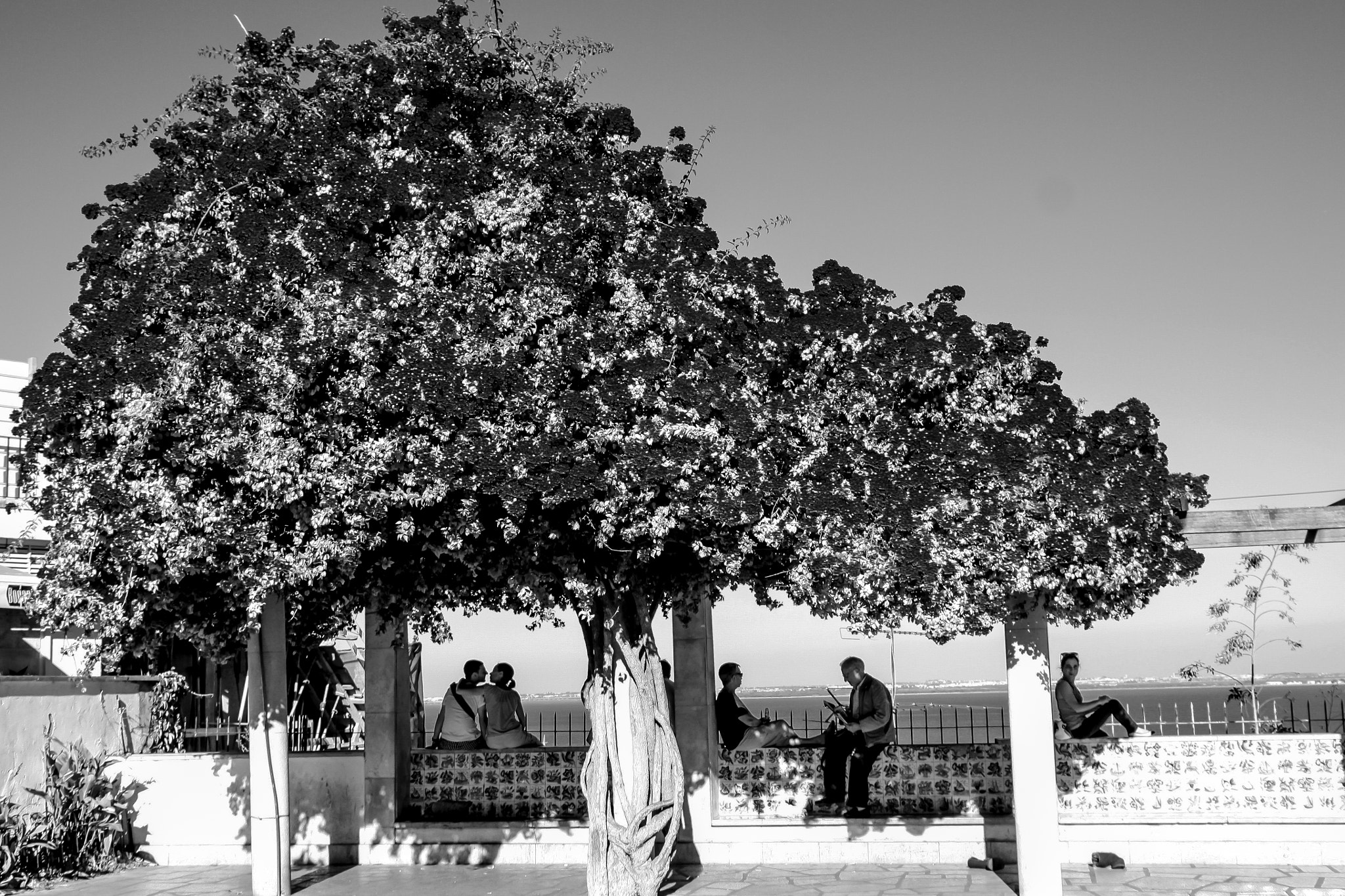 Sigma 18-50mm F2.8-4.5 DC OS HSM sample photo. The tree of life photography