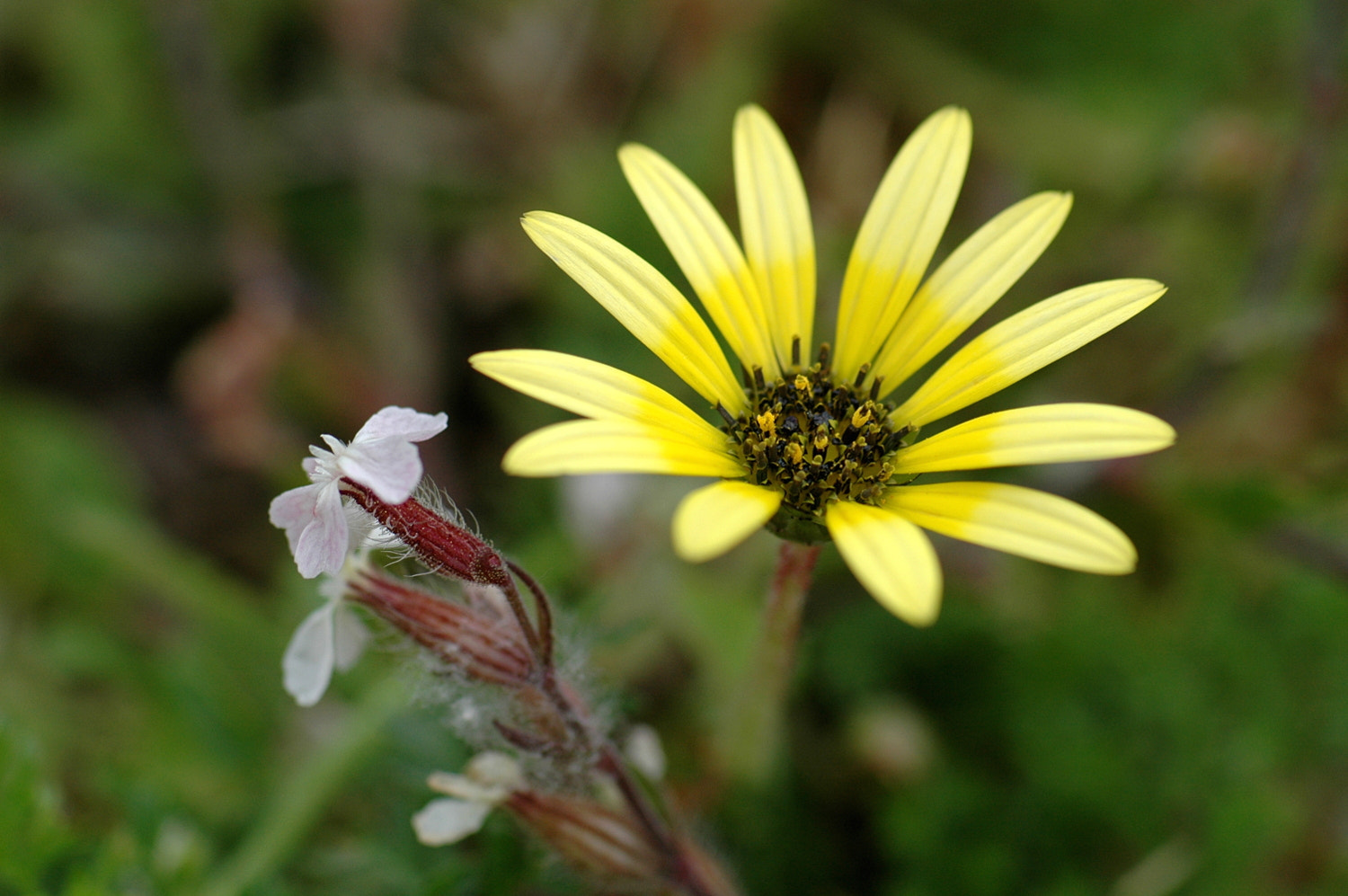Nikon D70s + Sigma Macro 90mm F2.8 sample photo. A photography
