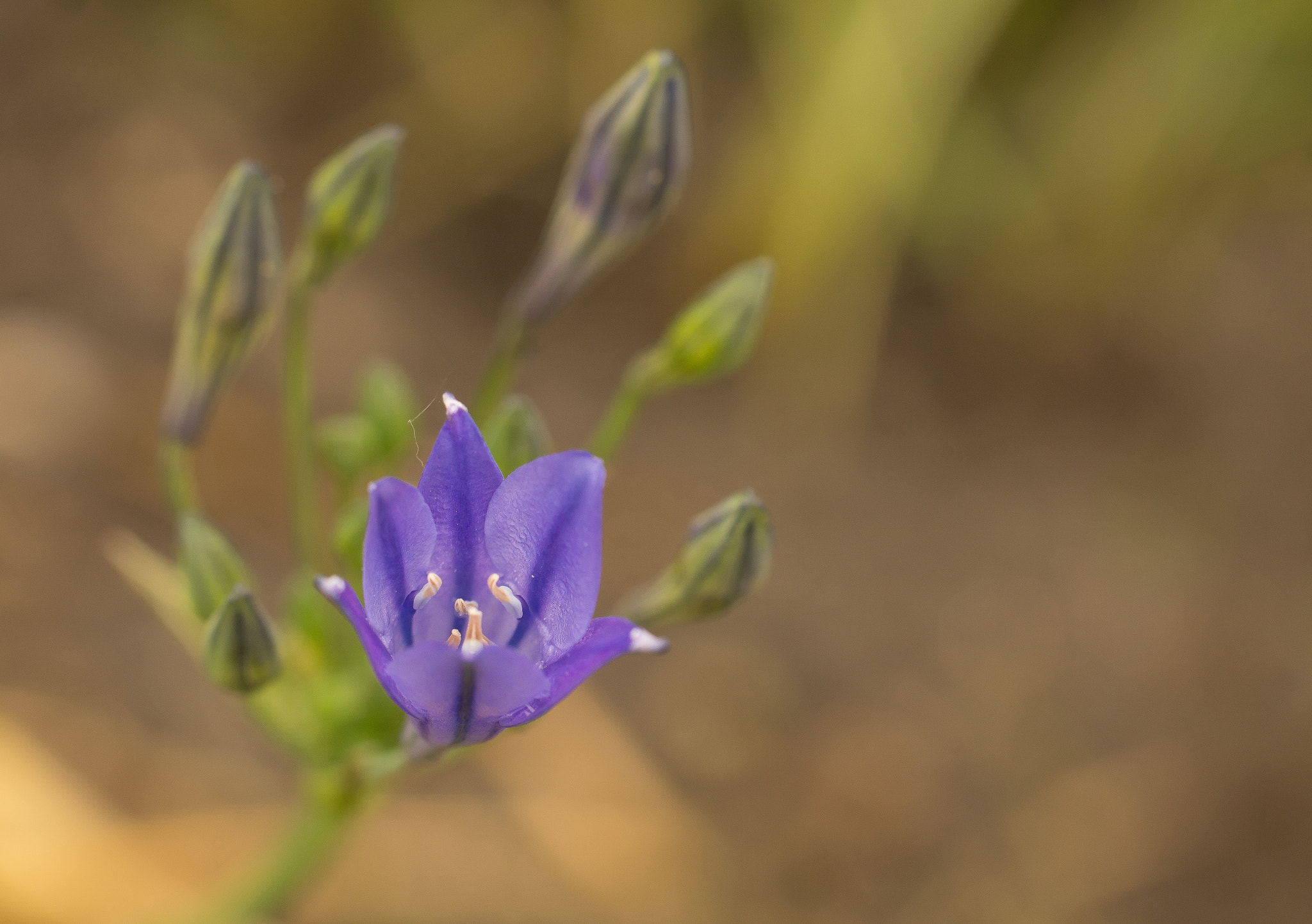 Sony SLT-A65 (SLT-A65V) sample photo. Bloem photography