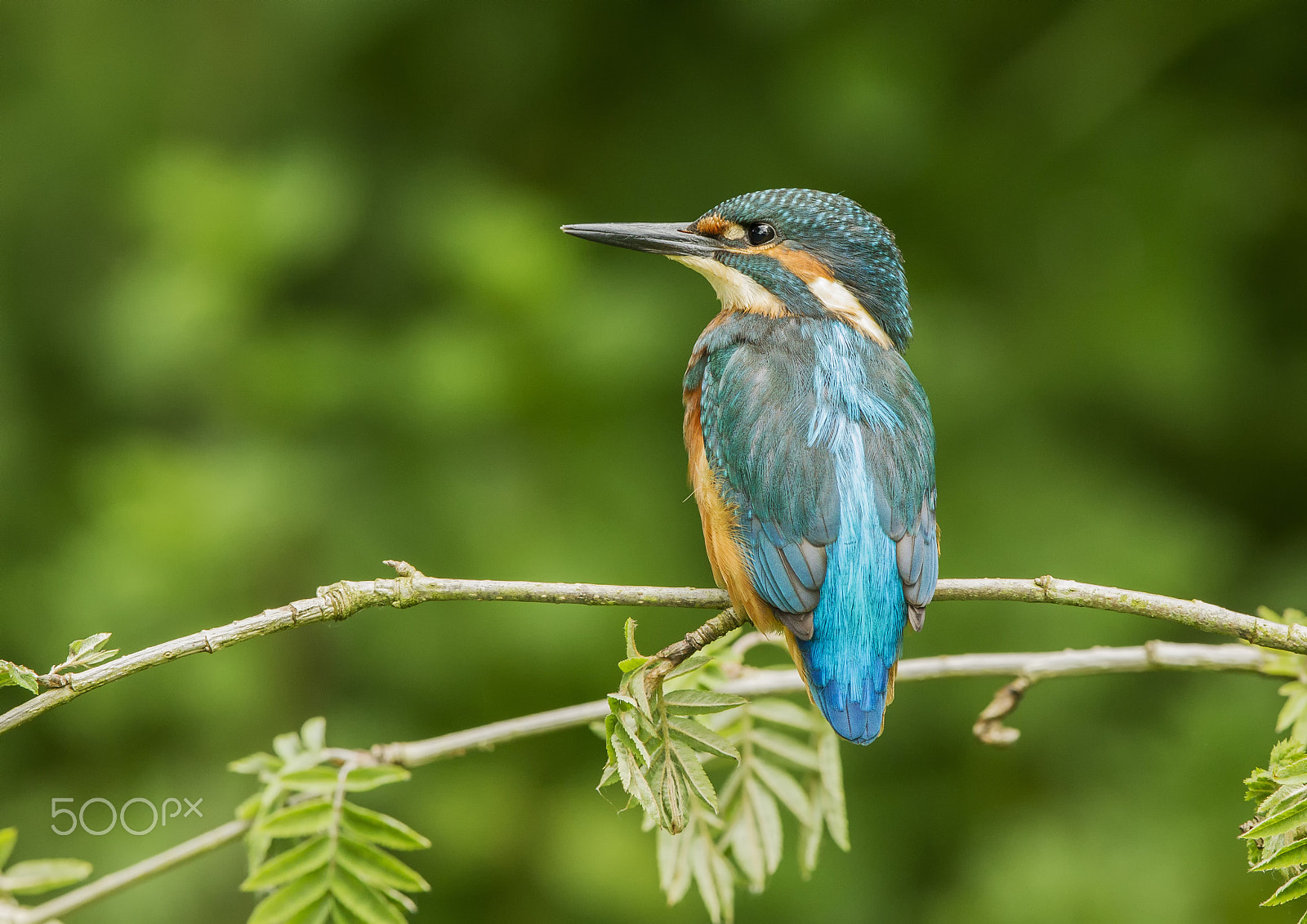 Canon EF 400mm F2.8L IS II USM sample photo. Juvenile kingfisher photography