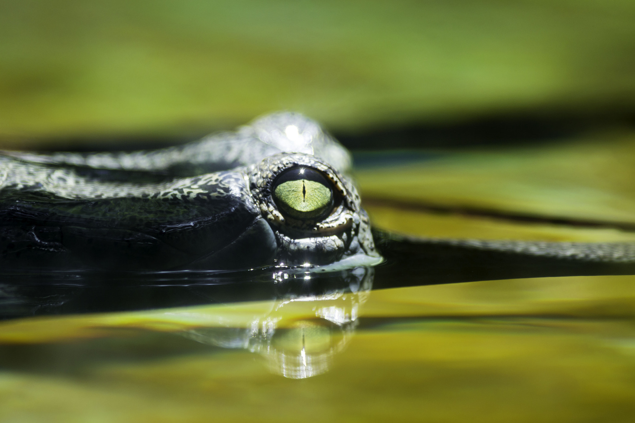 Canon EOS 6D + Canon EF 300mm f/2.8L + 2x sample photo. Indian gharial photography