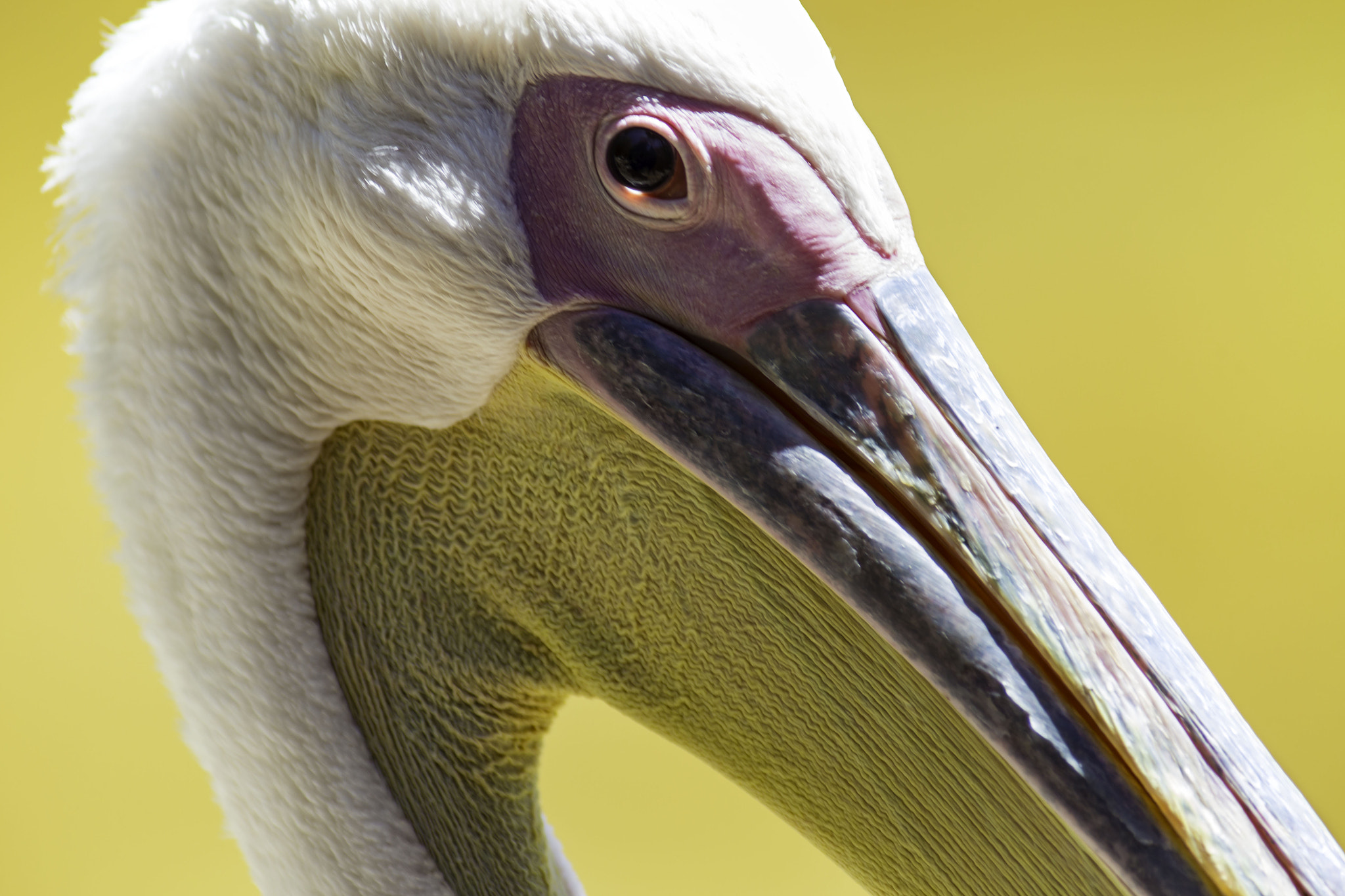Canon EOS 6D + Canon EF 300mm f/2.8L + 2x sample photo. Great white pelican photography