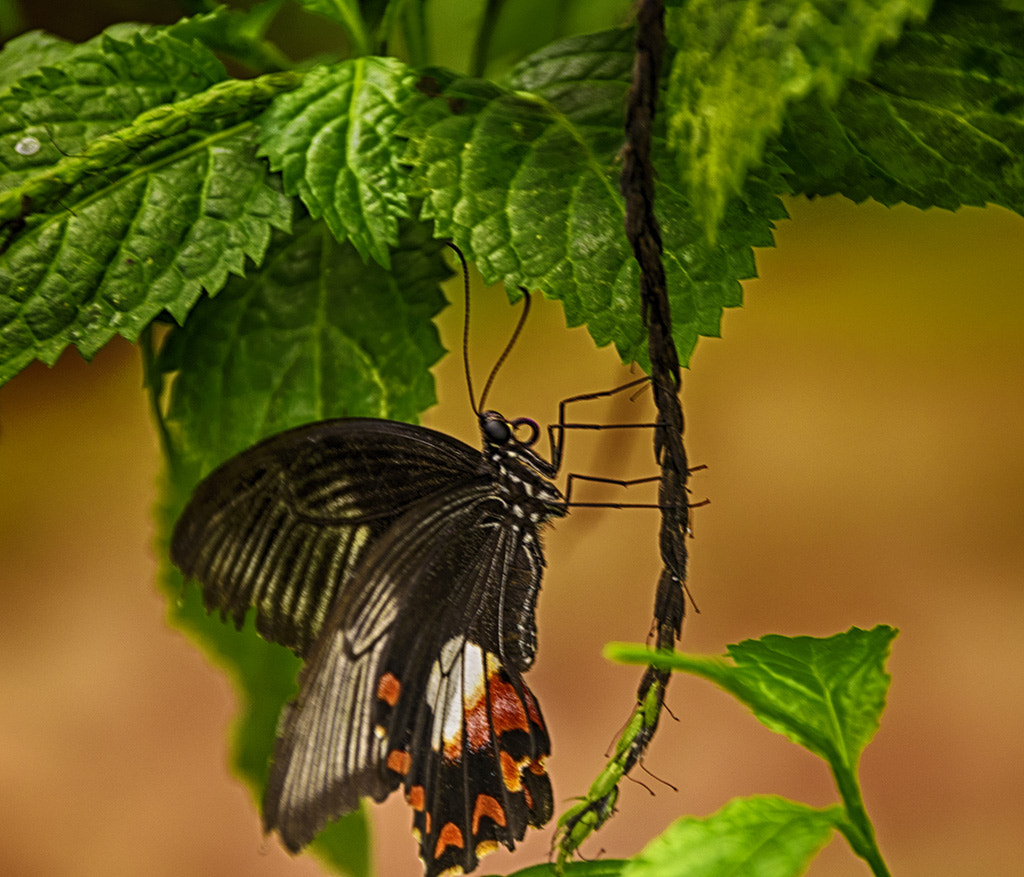 Sigma 18-250mm F3.5-6.3 DC Macro OS HSM sample photo. Papilio polytes photography