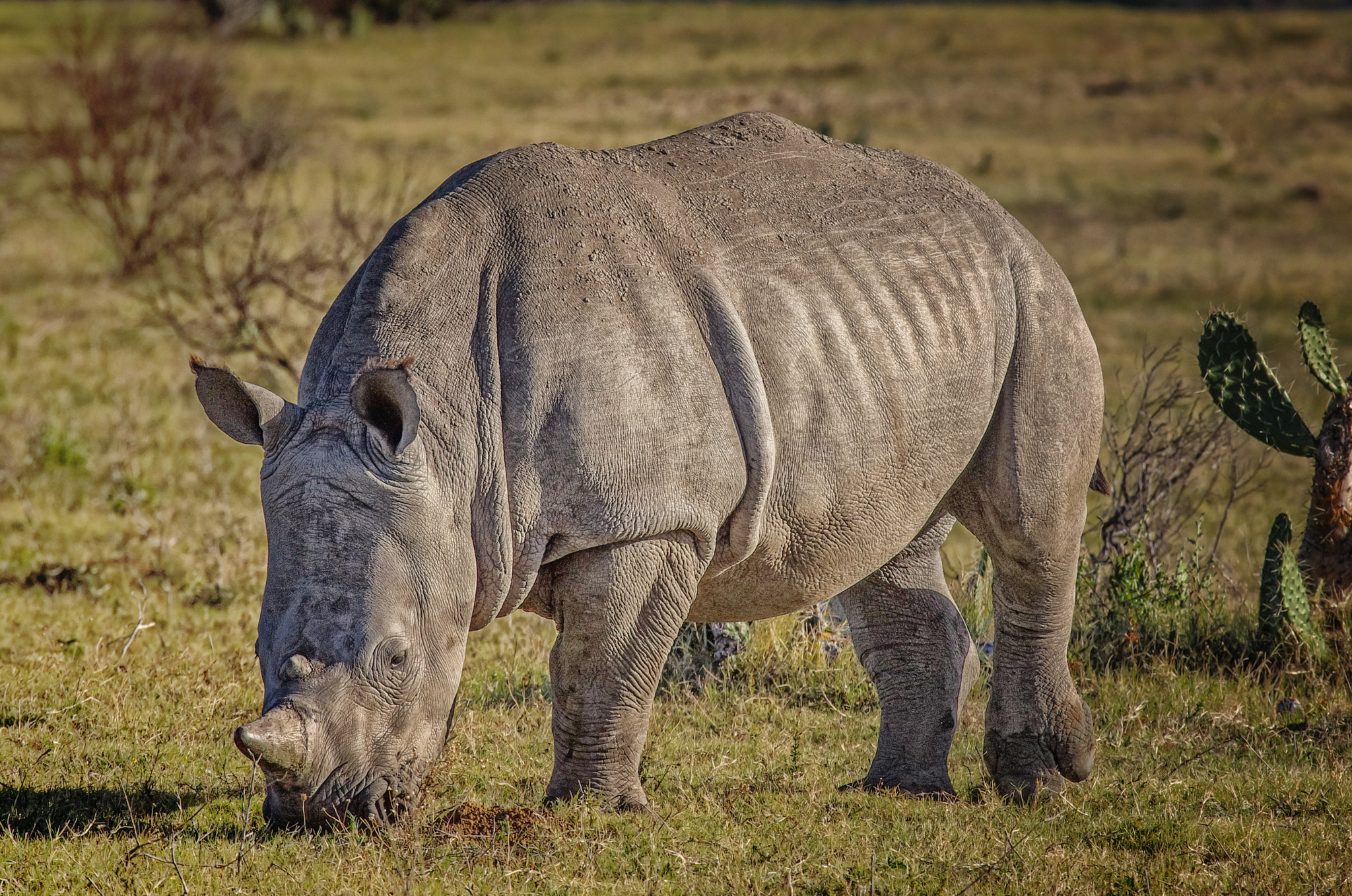 Pentax K-5 II + Pentax smc DA* 300mm F4.0 ED (IF) SDM sample photo. A young rhino in south africa photography