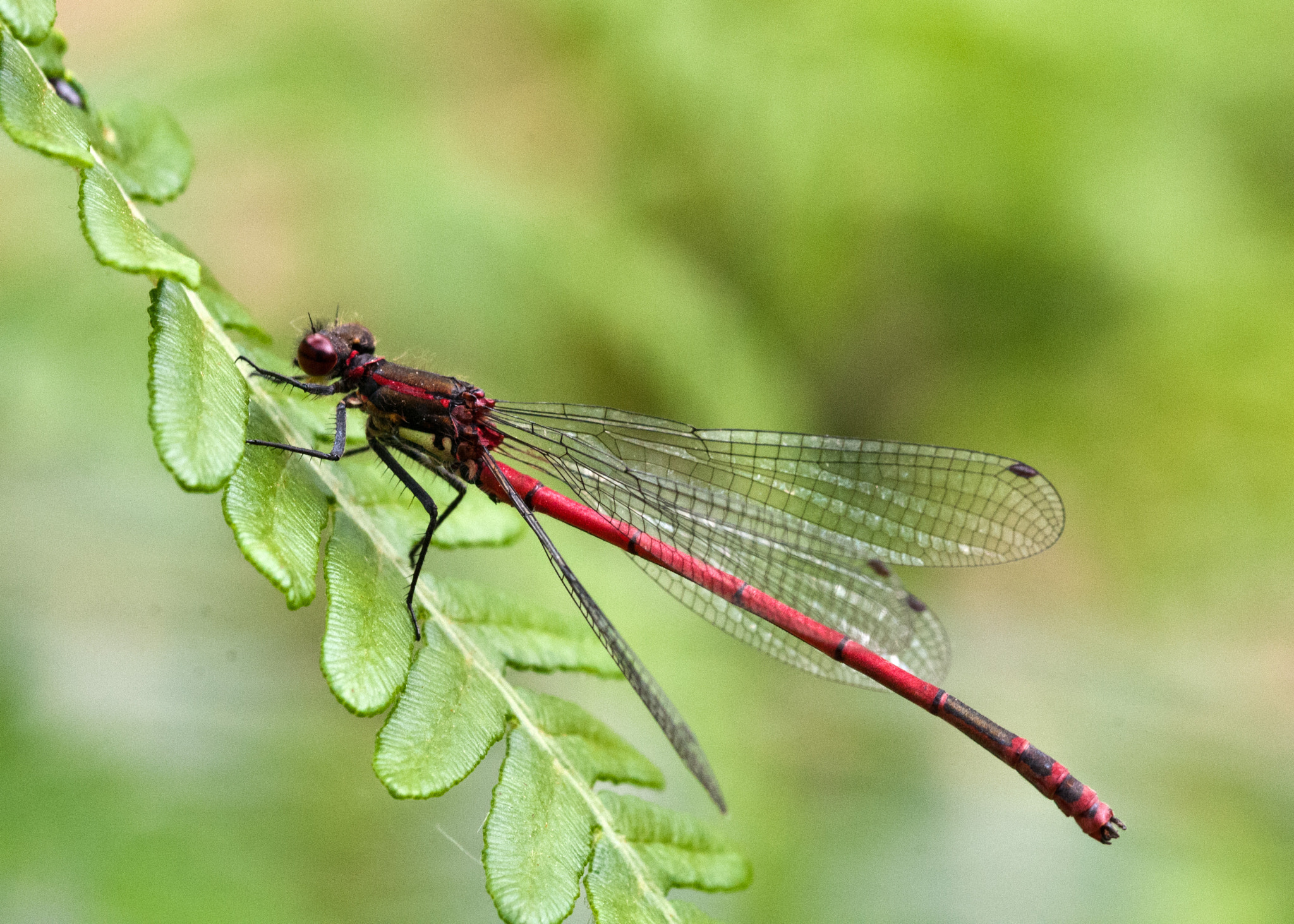 Sigma 105mm F2.8 EX DG OS HSM sample photo. Large red damselfly photography