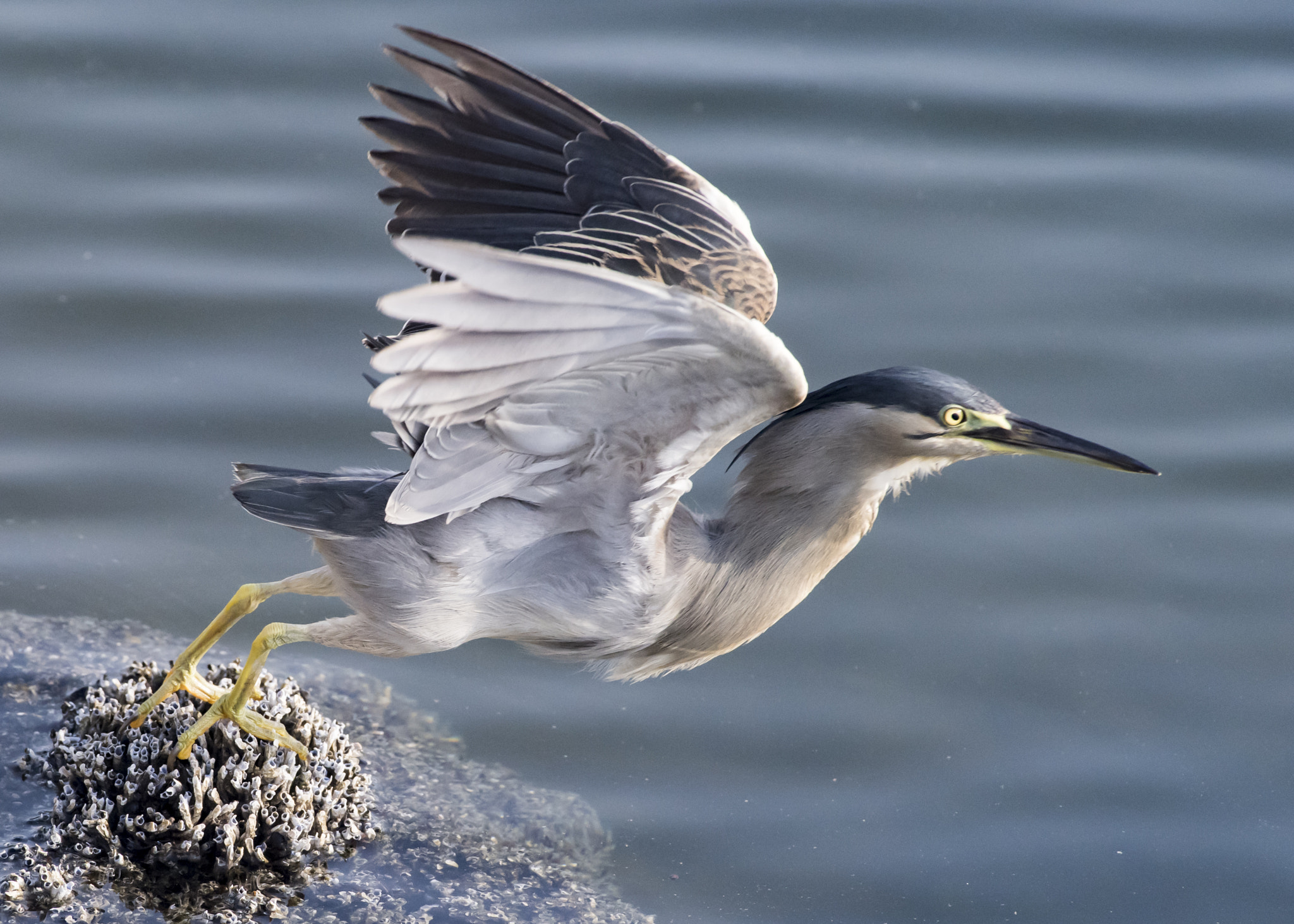 Nikon AF-S Nikkor 200-500mm F5.6E ED VR sample photo. Heron taking off photography