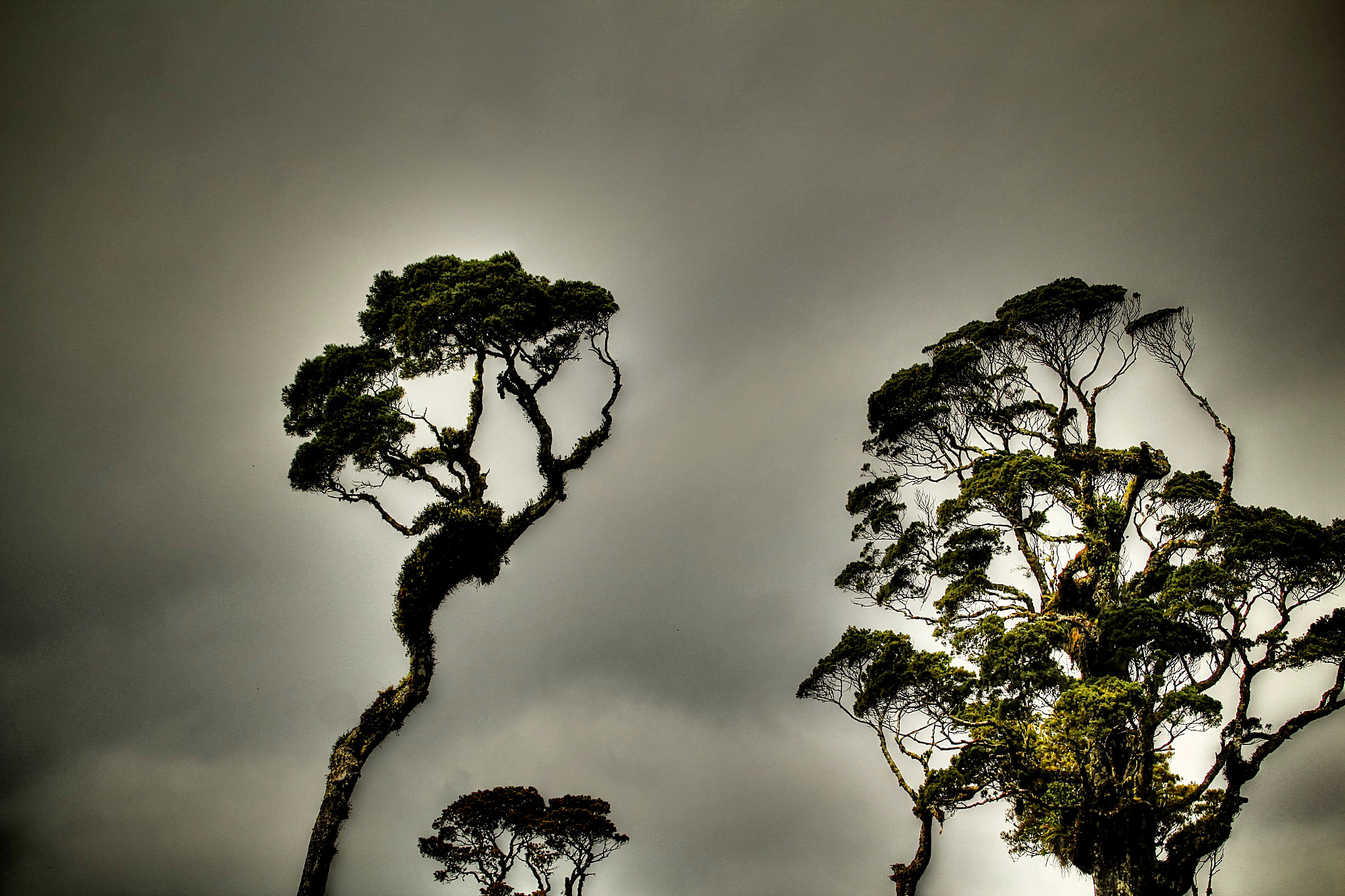 Canon EF 100-400mm F4.5-5.6L IS USM sample photo. The tree photography