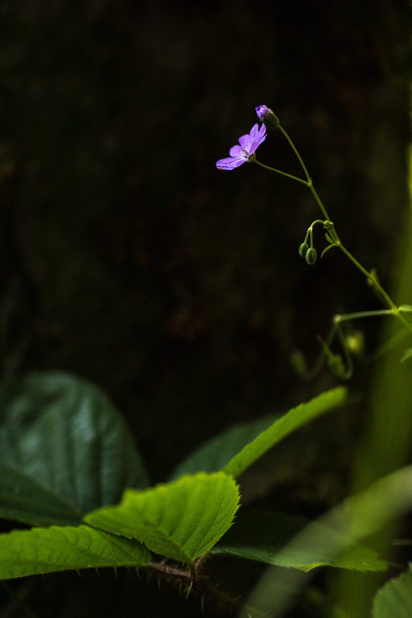 Canon EOS 70D + Canon EF 135mm F2L USM sample photo. In the cool of the day i photography